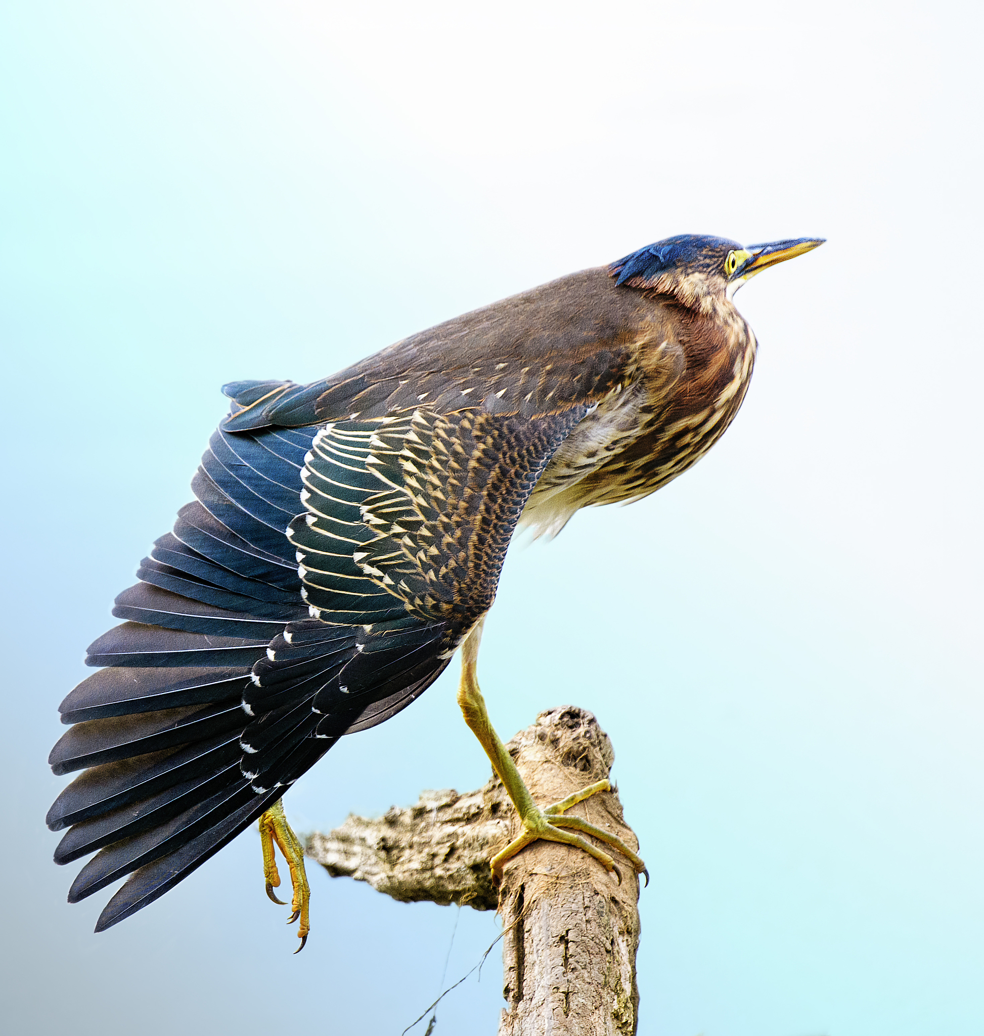 鸟类：种类、特征、生态作用 - 全面了解鸟类世界