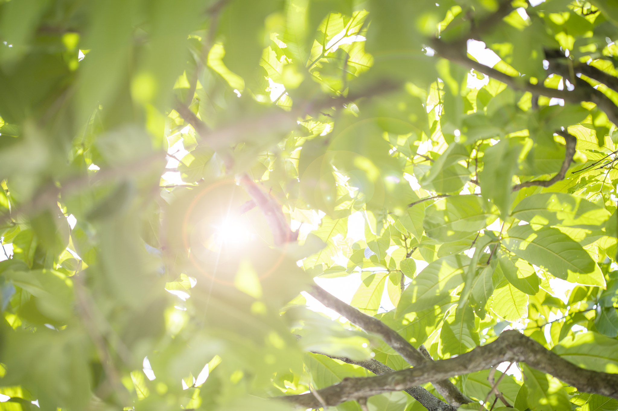 撰写一篇高质量入夏美文