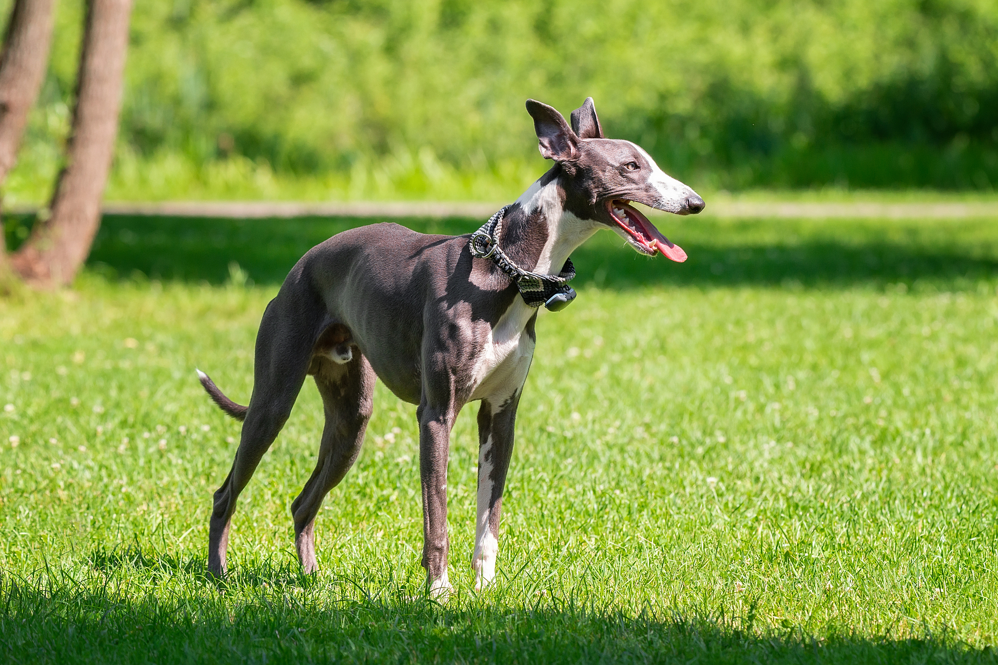 dog breed hound