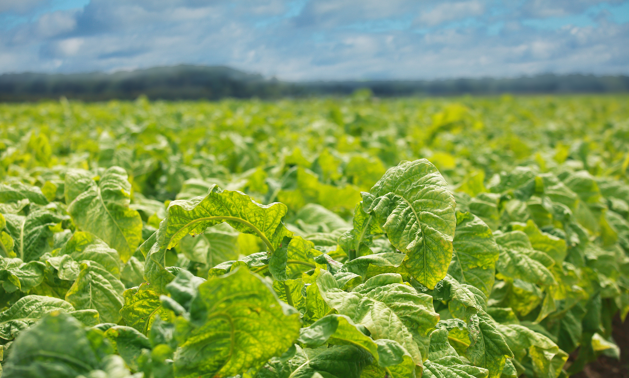 云南农业大学烟草专业怎么样