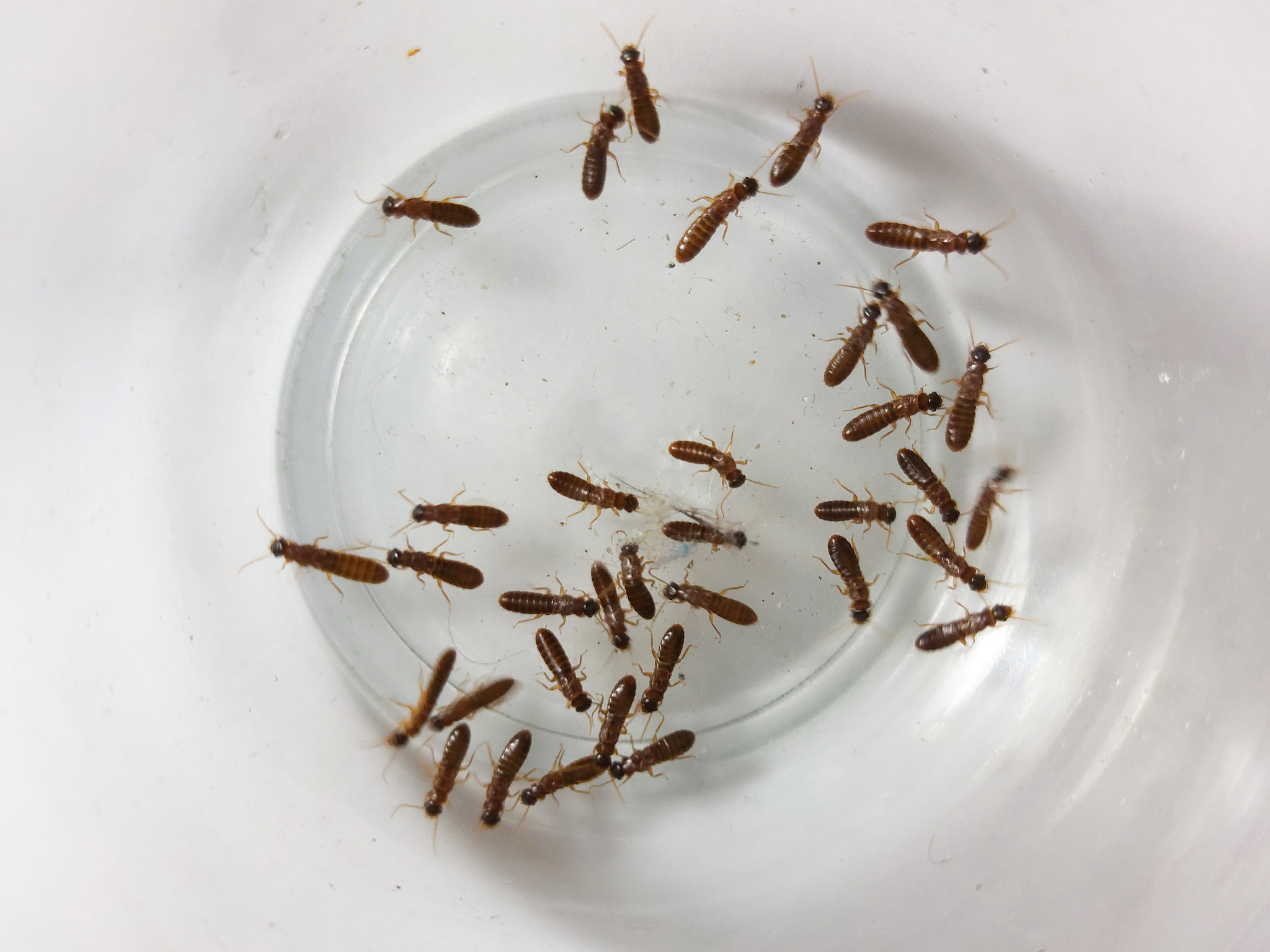 在学校食堂吃饭里面有虫子咋办想发个朋友圈怎么编辑