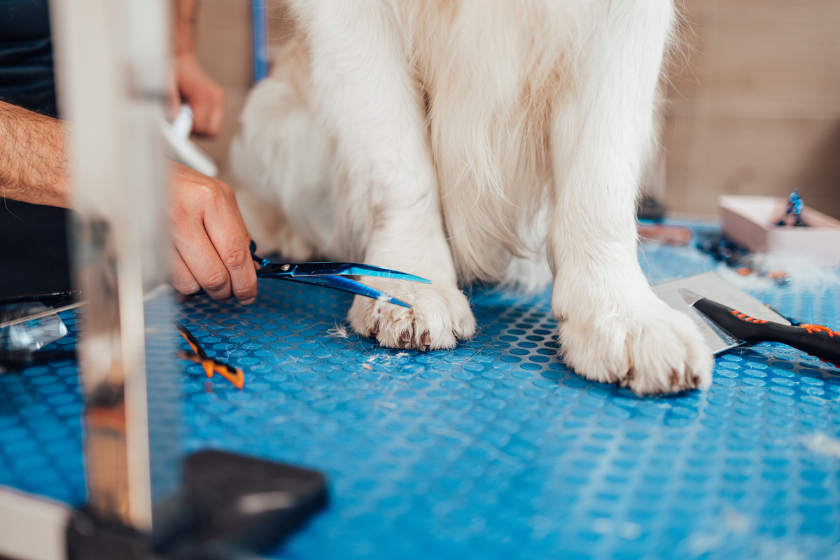 重庆市农业学校宠物养护与经营专业：未来宠物行业人才培养基地