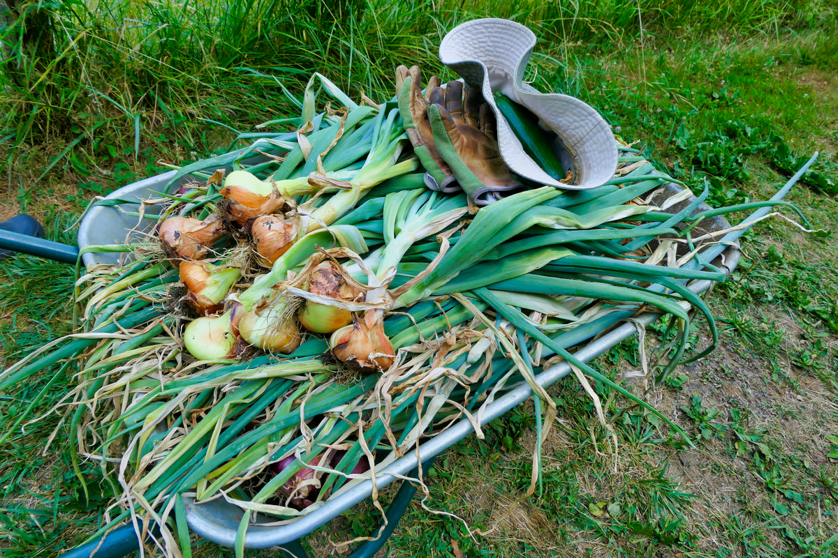 长春北湖东边小根蒜产地：新鲜、安全、美味