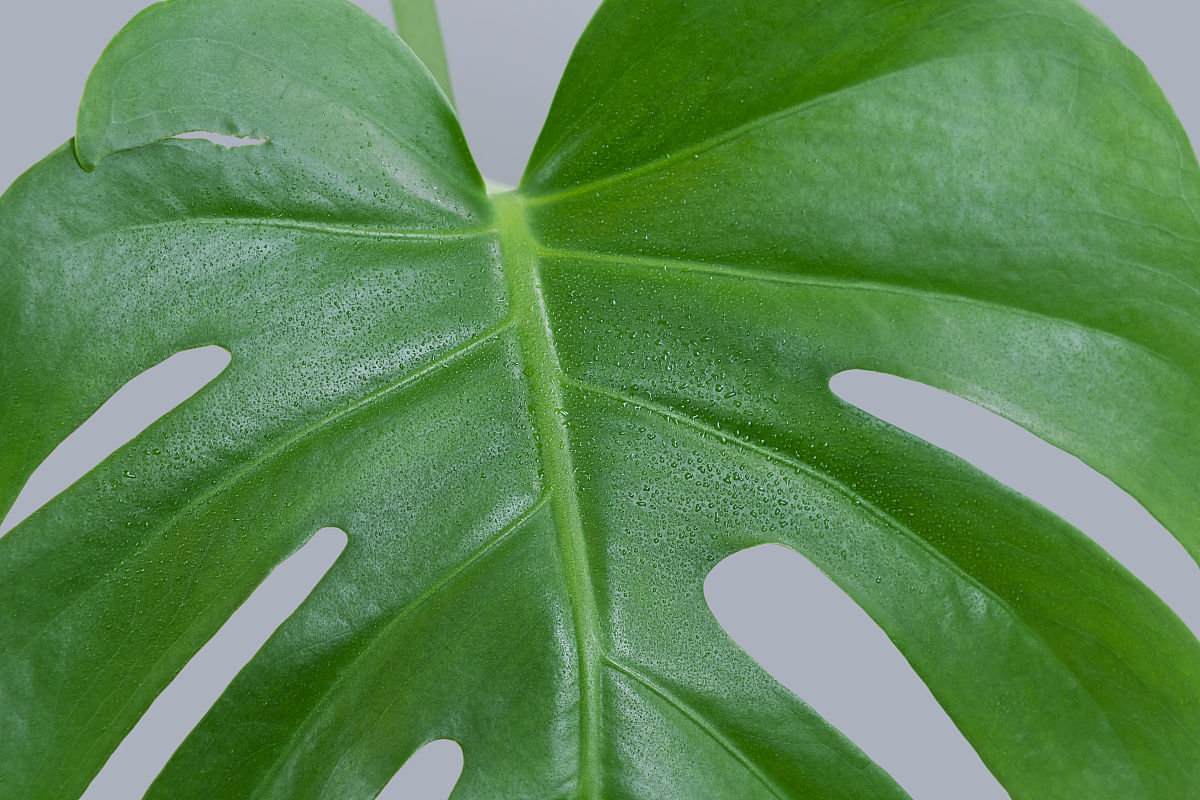 一个美丽的大叶片的怪物植物与水滴在灰色的背景上.怪物住宅植物特写.