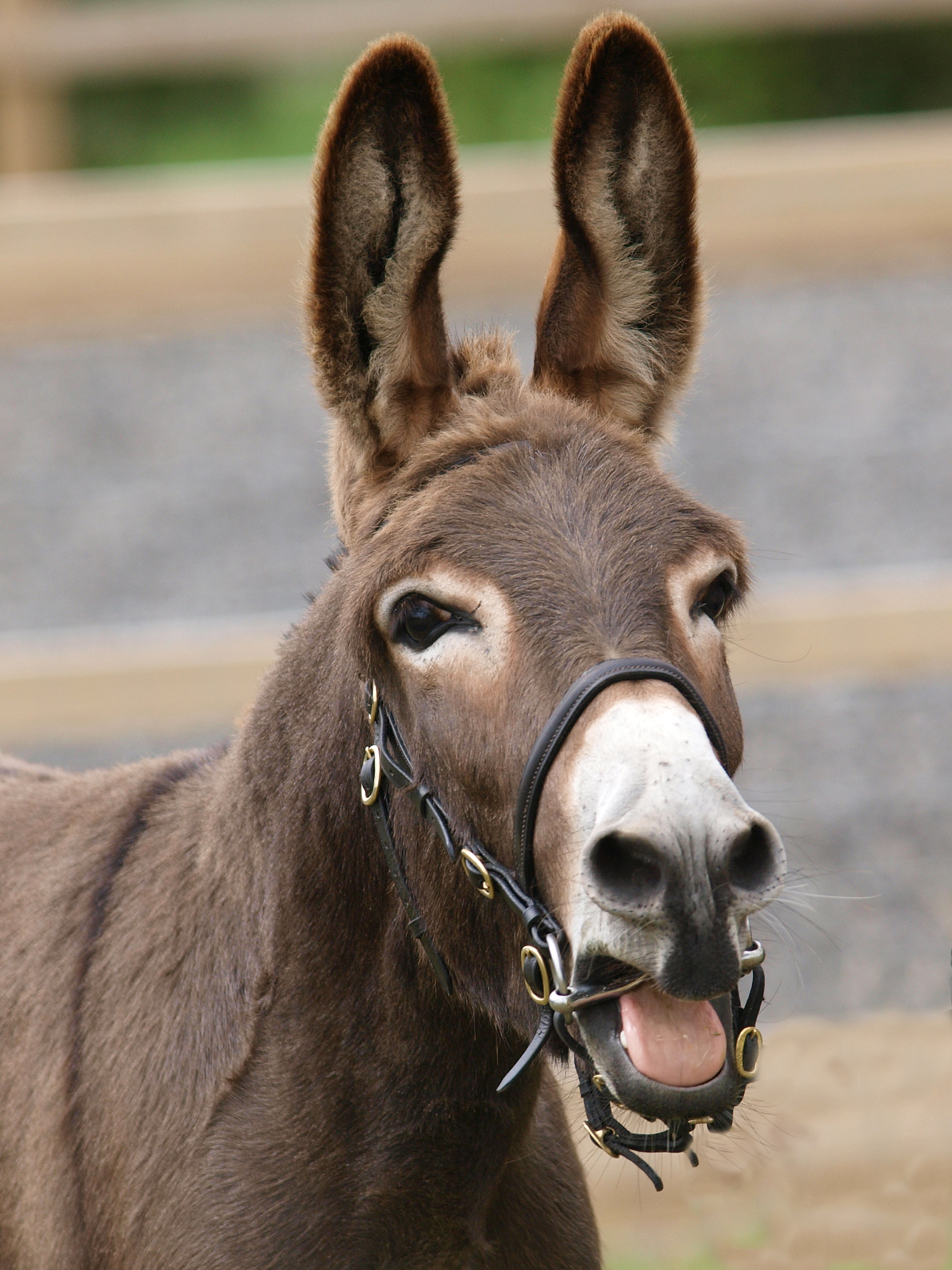 laughing donkey