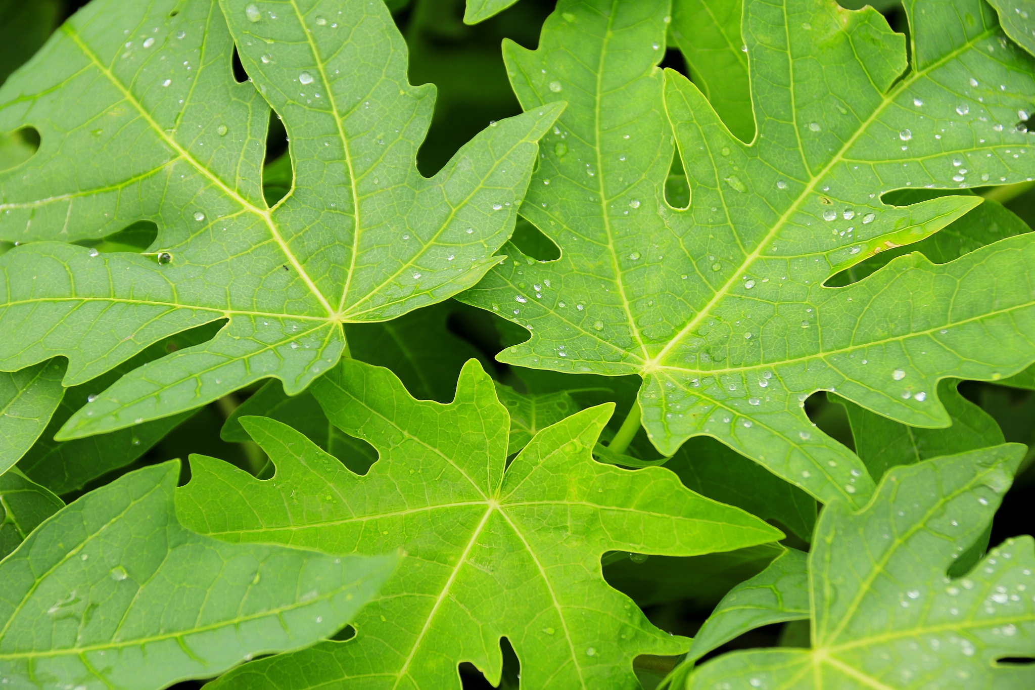 plant texture