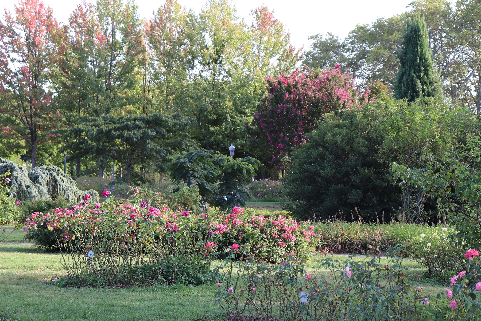rose garden - rose garden parc de la tête d'or in lyon