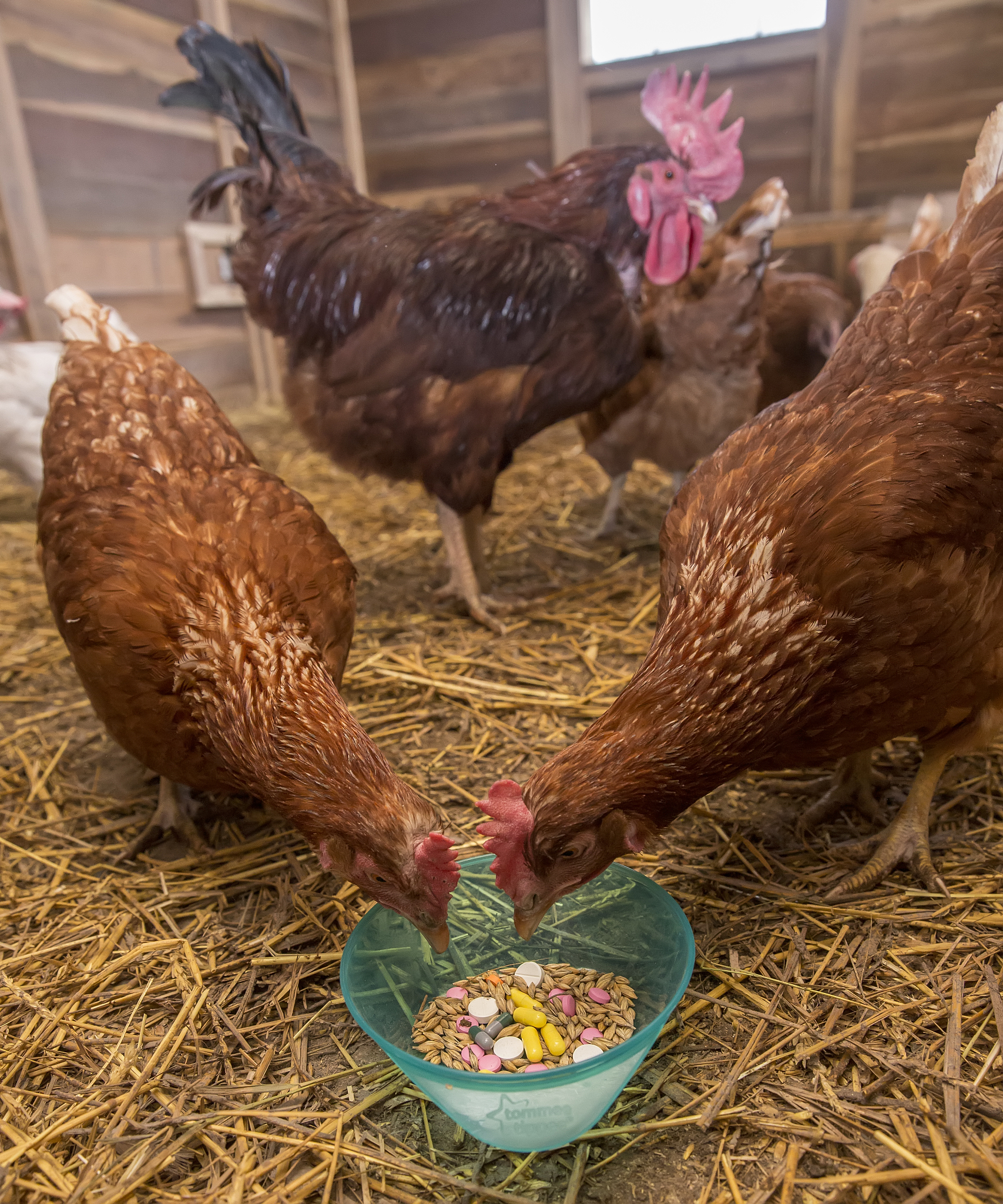 世界家禽科学杂志 (WORLDS POULTRY SCIENCE JOURNAL): 研究范围和内容
