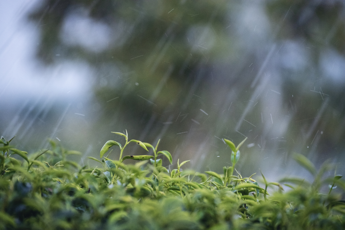 围绕夏天的雨写几句话