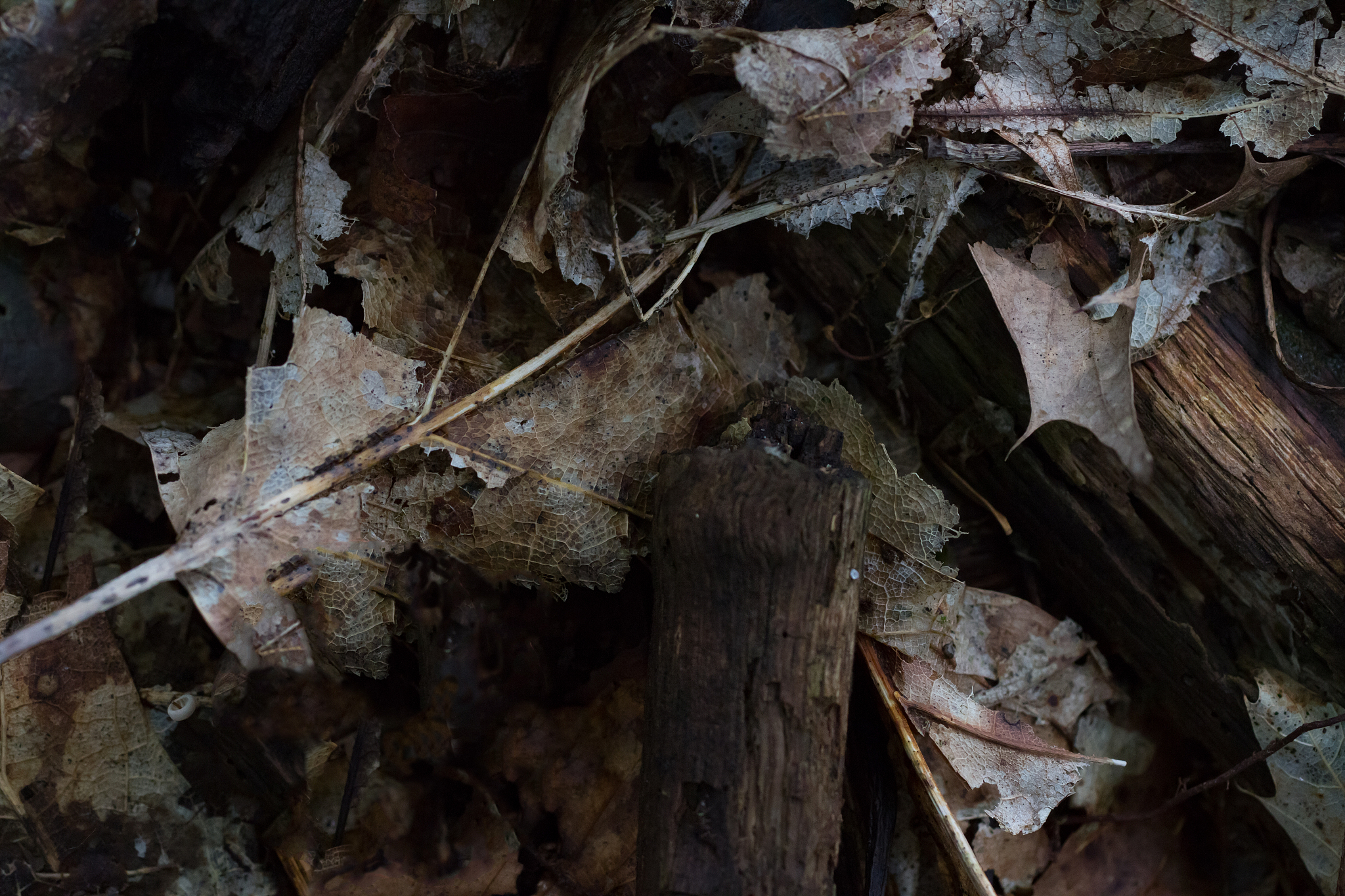 废活性污泥处理方法大全：从厌氧消化到堆肥
