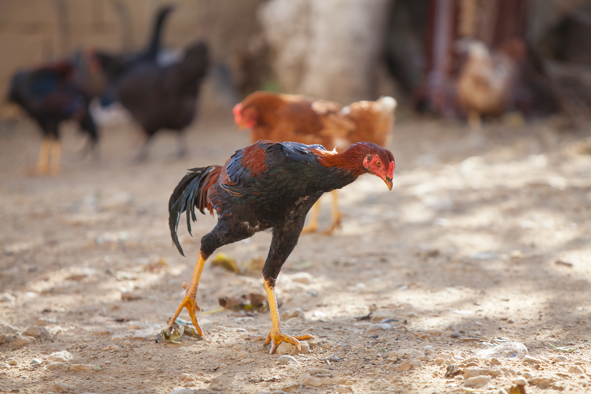 chicken outdoor, one going away from others