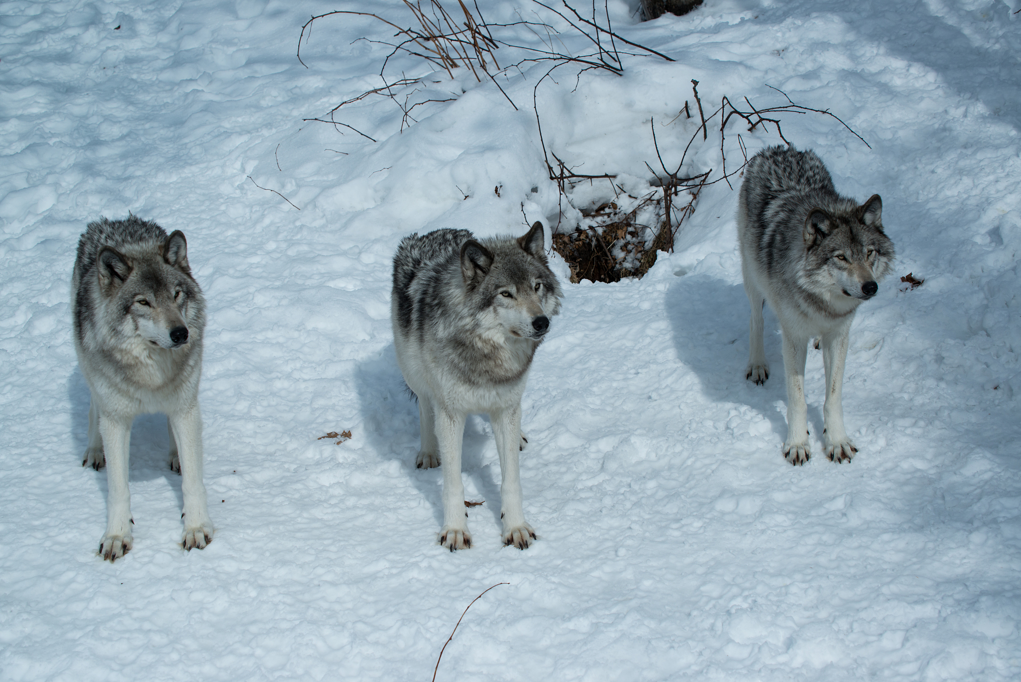 群狼: 狡猾、无情、协作的象征