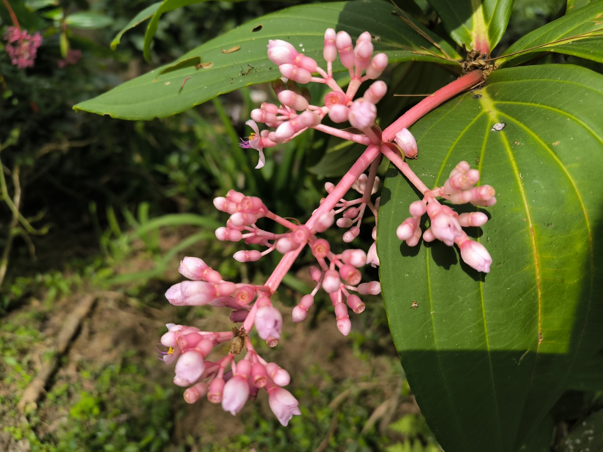 红花继木什么花序？
