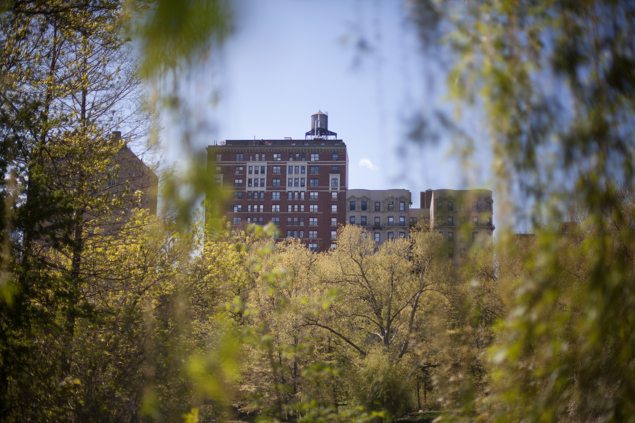 trees with buildings in the background