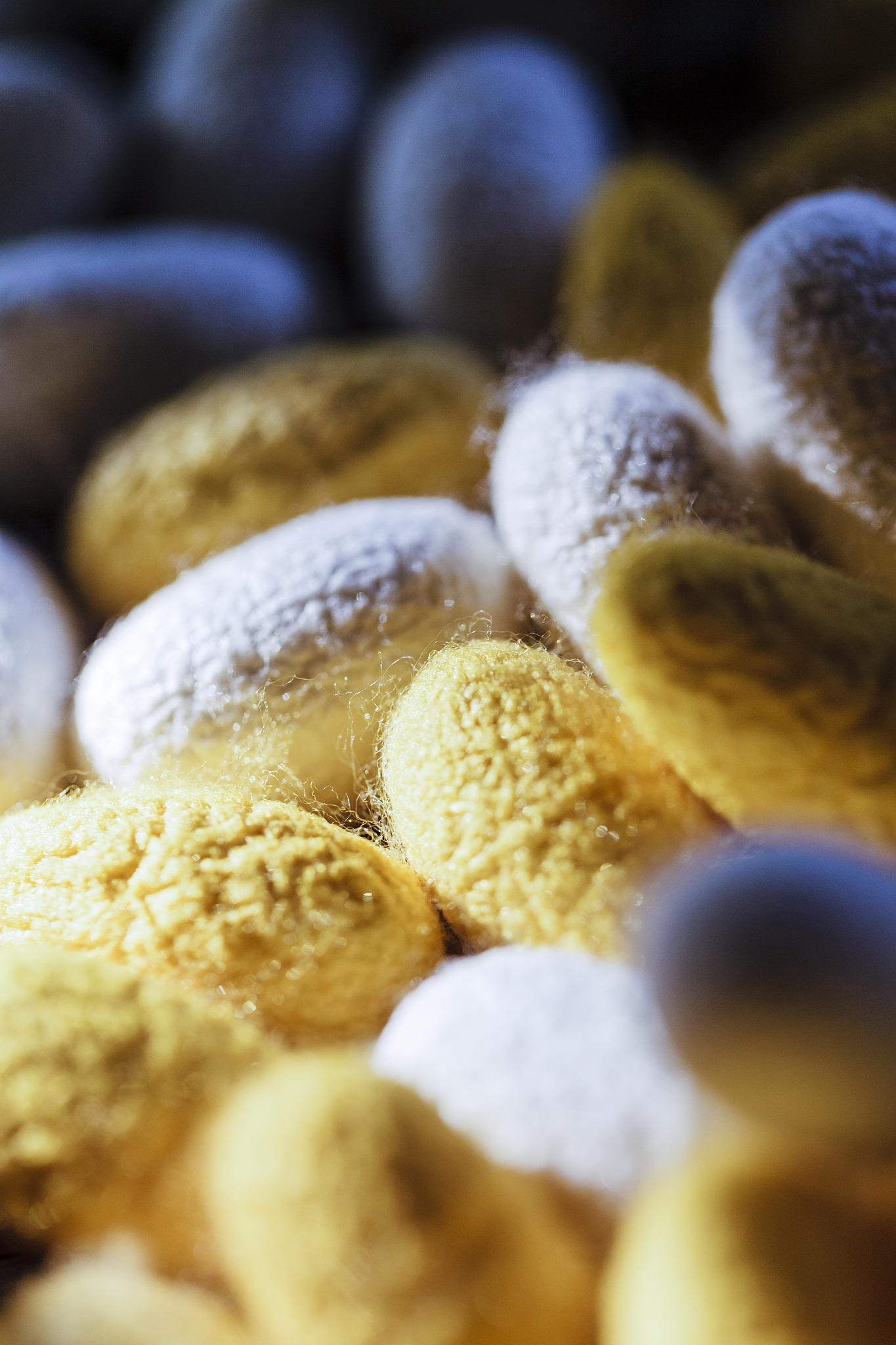 请不少于800汉字的博客文章主题是：蚕的寿命一共有多少天蚕能活多久语言要幽默口语化。