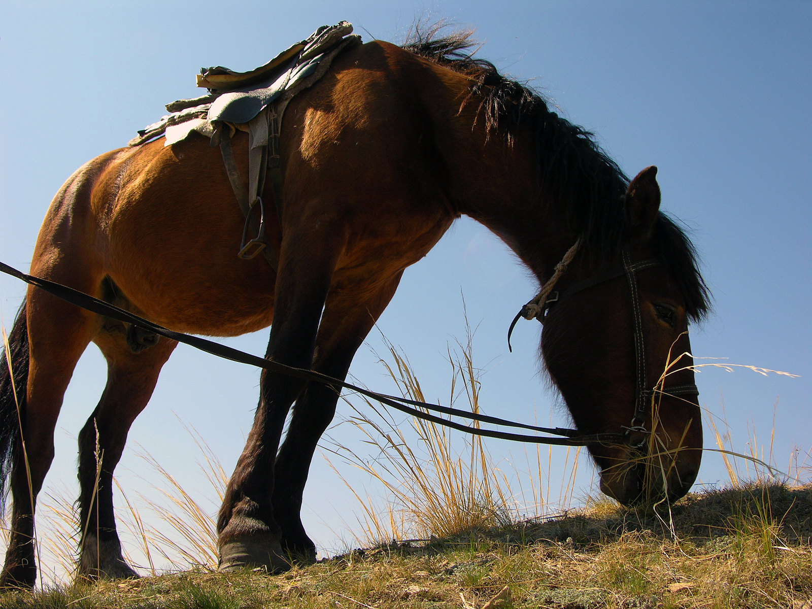 horse