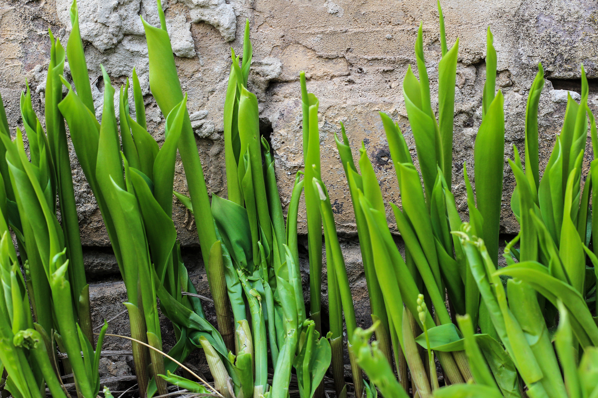 green sprouts of lilies of the valley on a concrete wall backgro