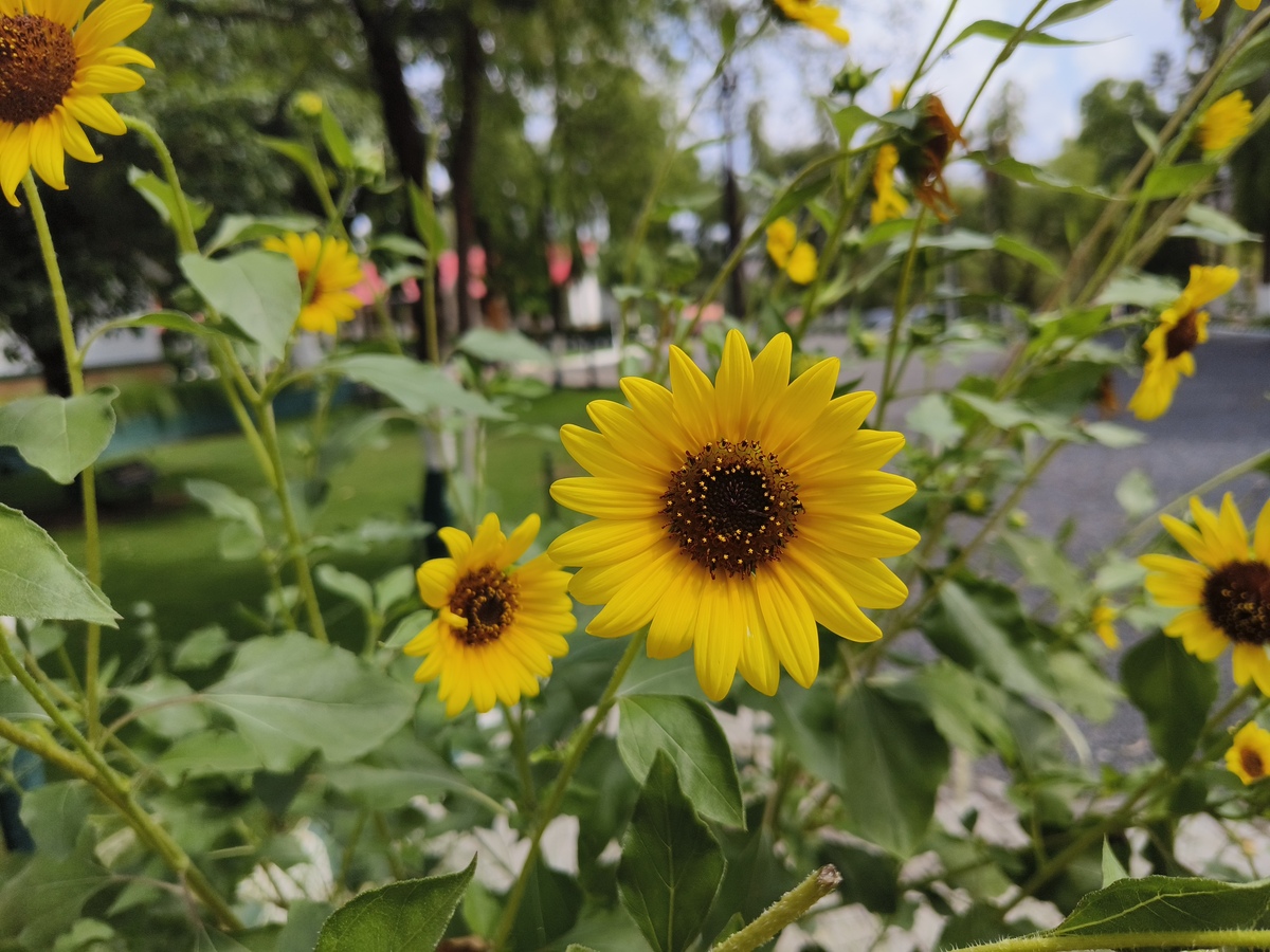 小学生植物卡片