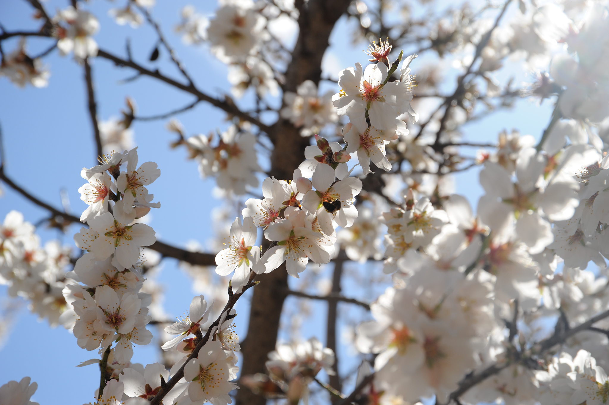 mandelblüte in spanien