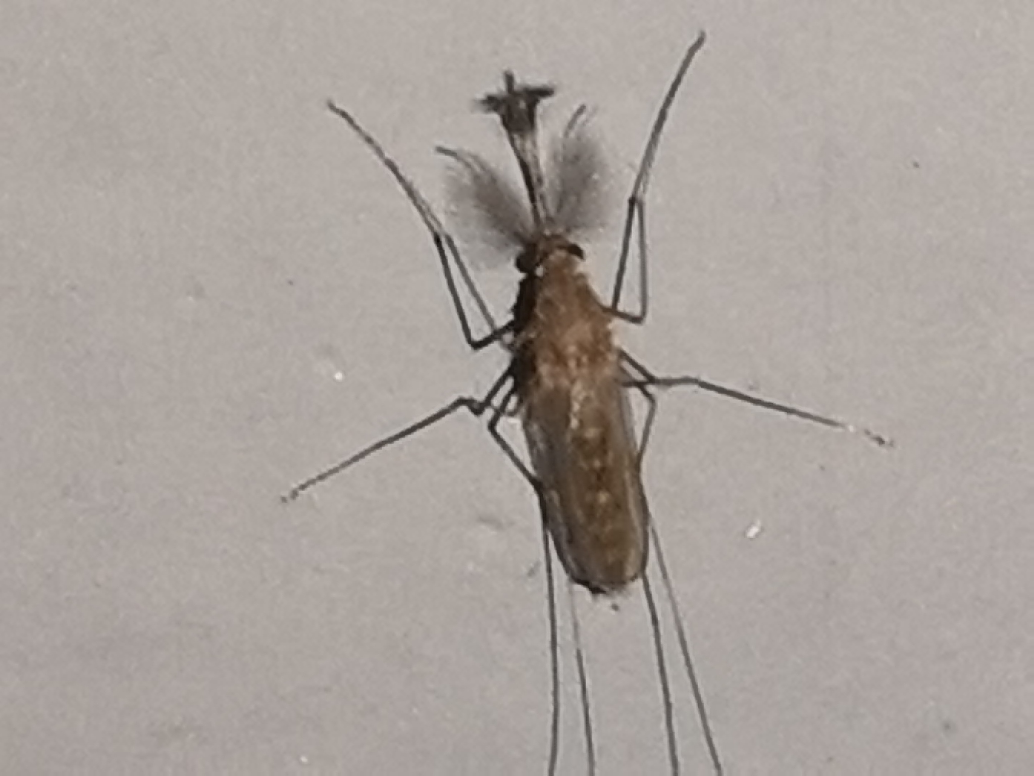 广西南宁市昆虫捕捉鉴定报告