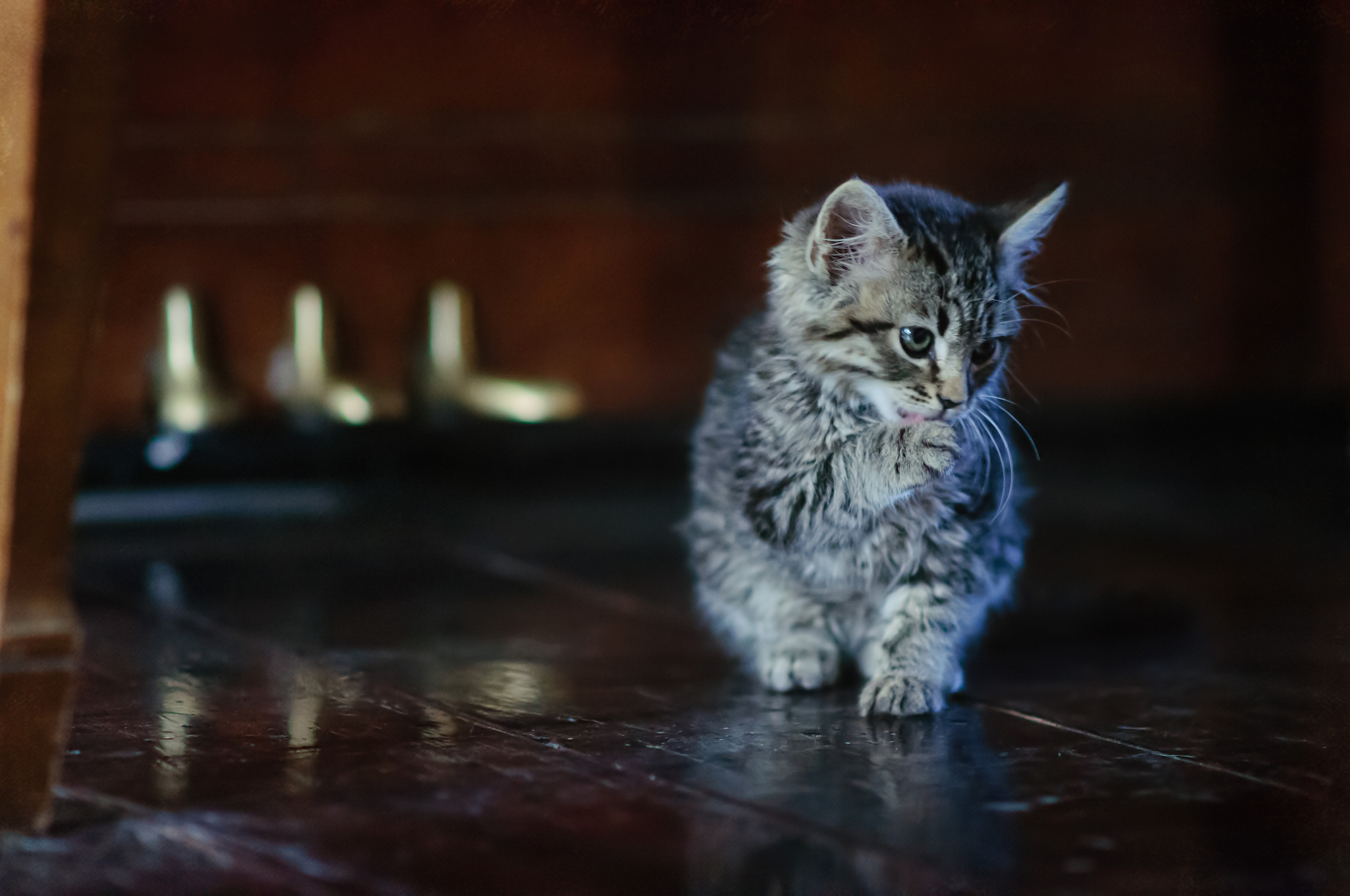 曲靖宠物兽医养殖学校2019年五年制专科新增招生专业