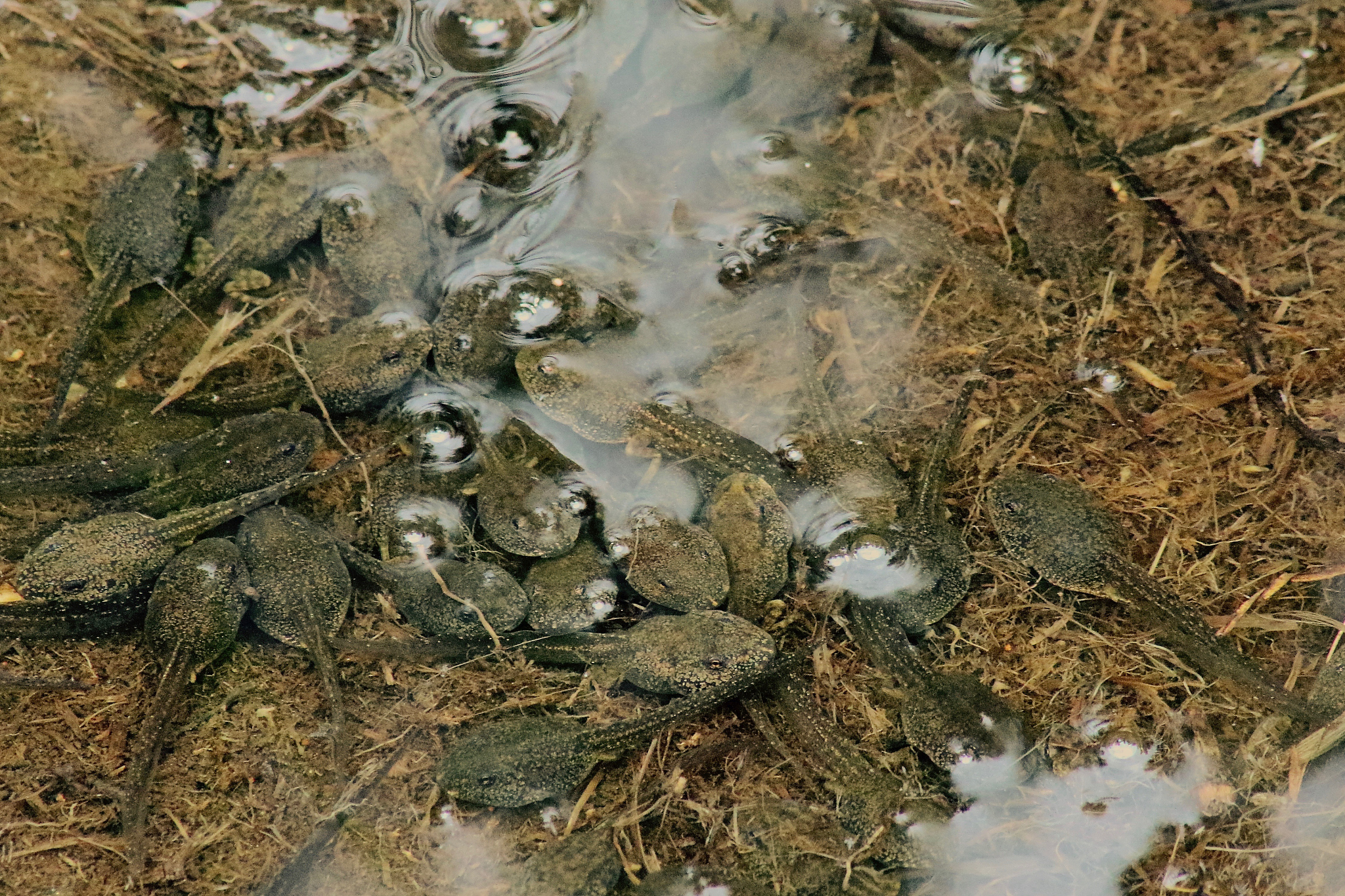 蝌蚪变青蛙：完整养殖指南