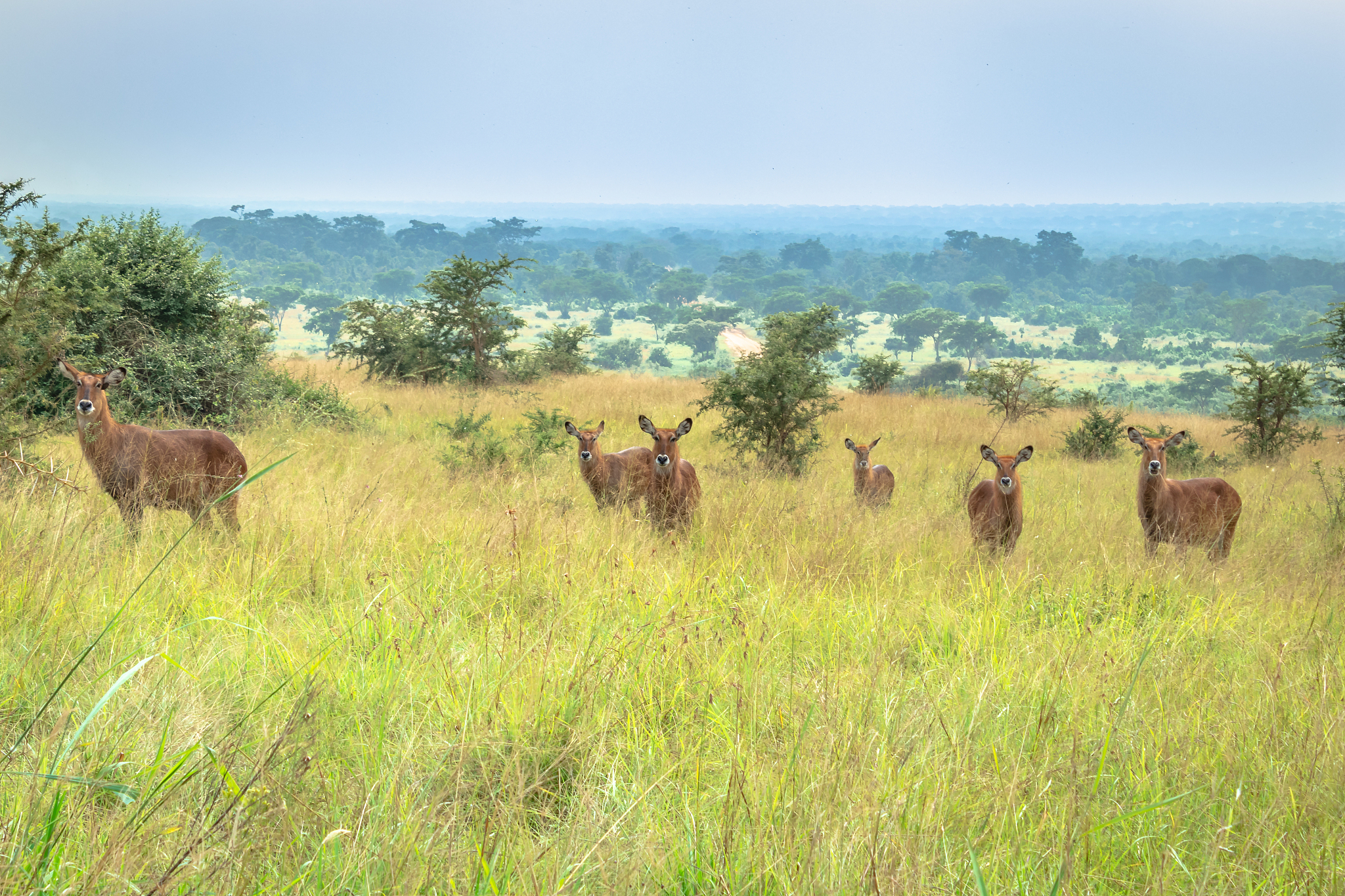 waterbuck (kobus ellipsiprymnus) grazing on a green arid bush ve