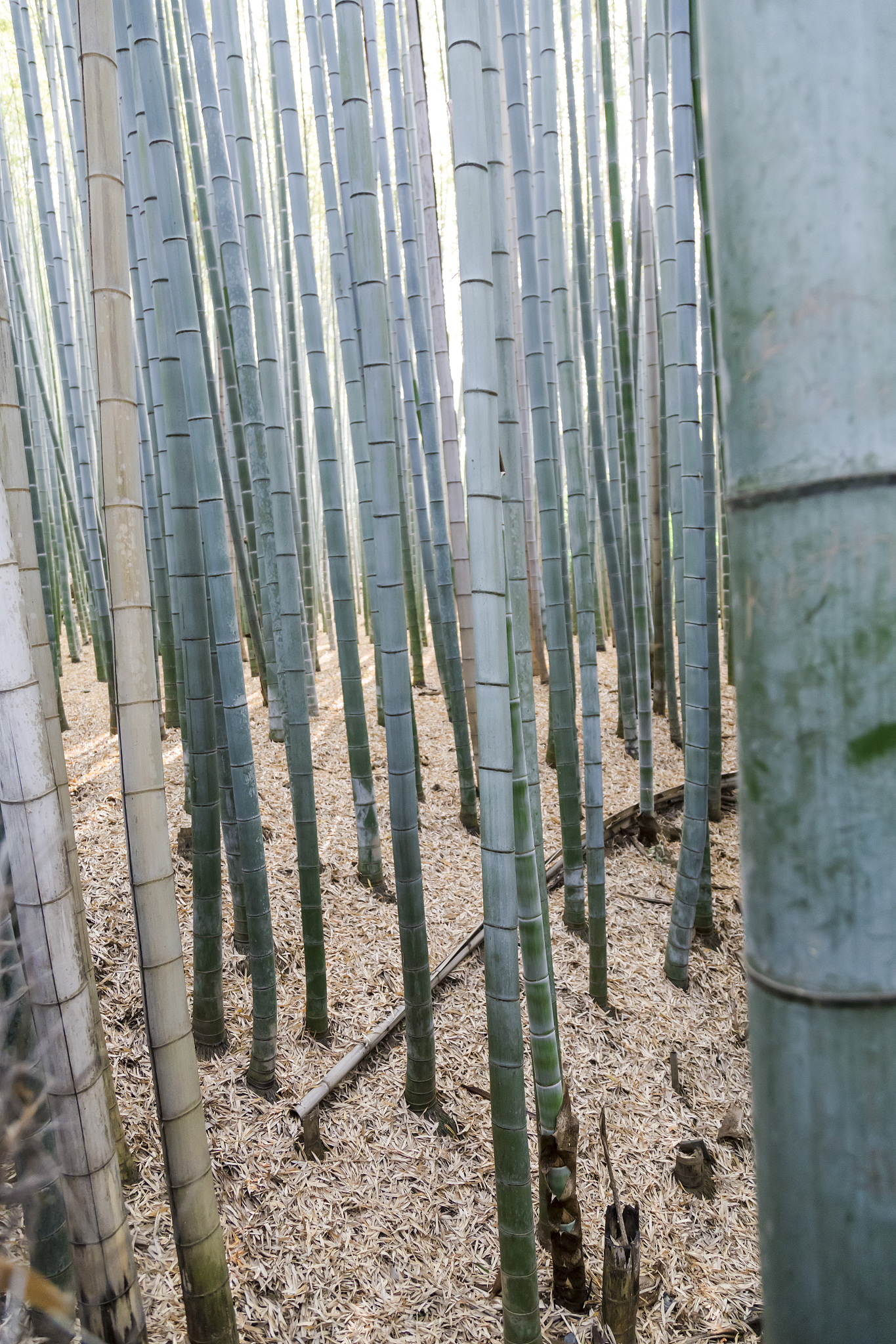 bamboo forest