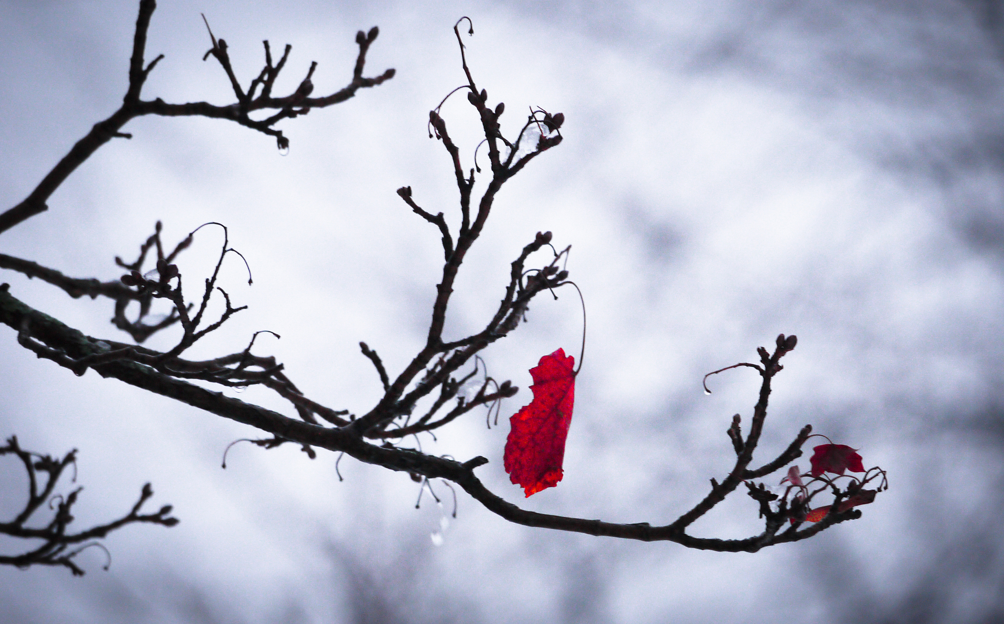 苏轼词中的‘桃花’意象：文学研究价值分析