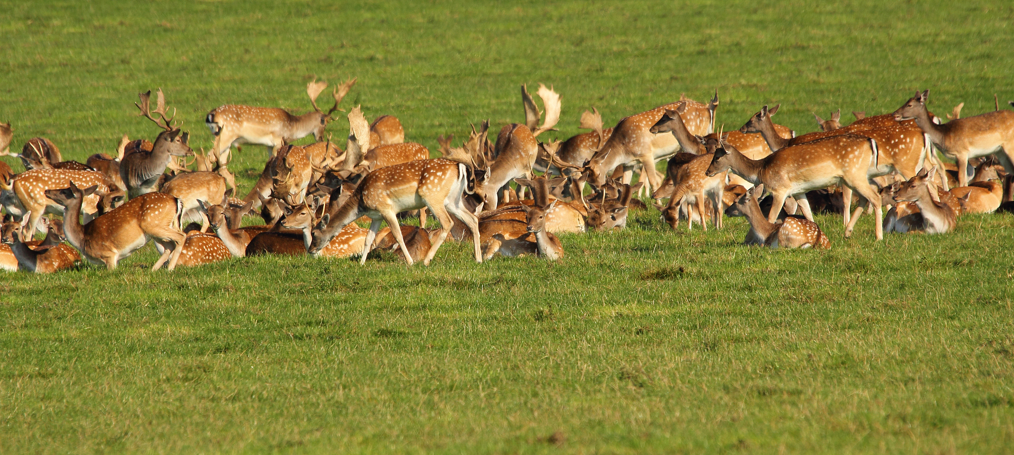 herd of deer in unesco world heritage jgersborg dyrehave
