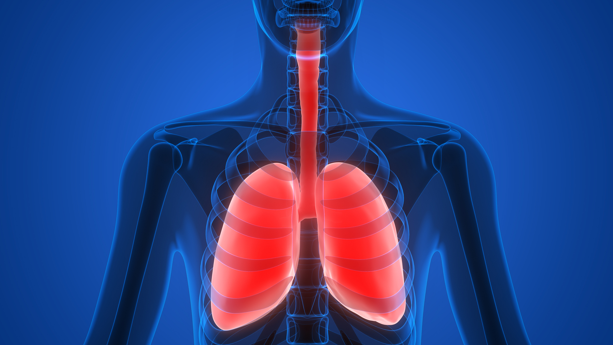 探索动物意识的前沿：最新研究进展