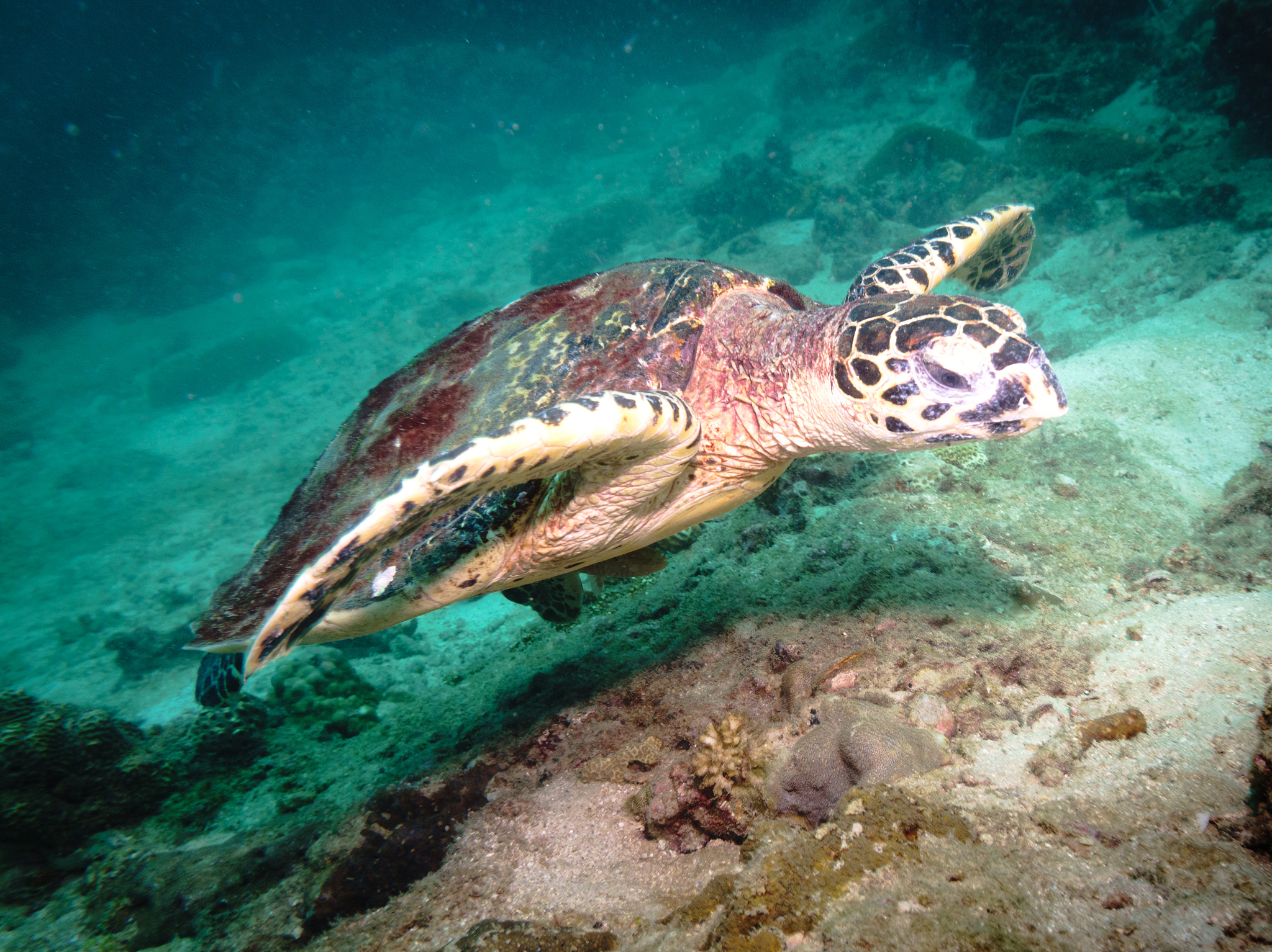 生物多样性评价方法：评估生物多样性的程度和变化
