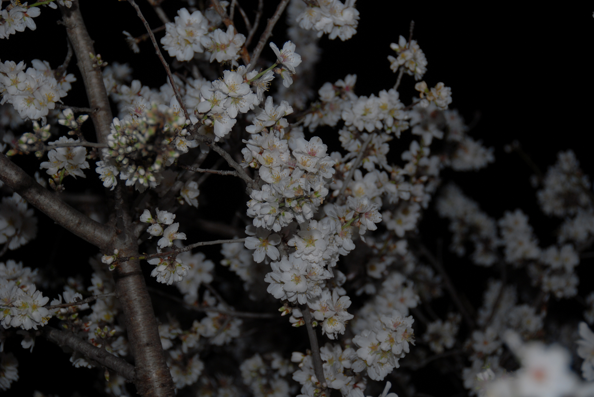 mandelblüte in spanien