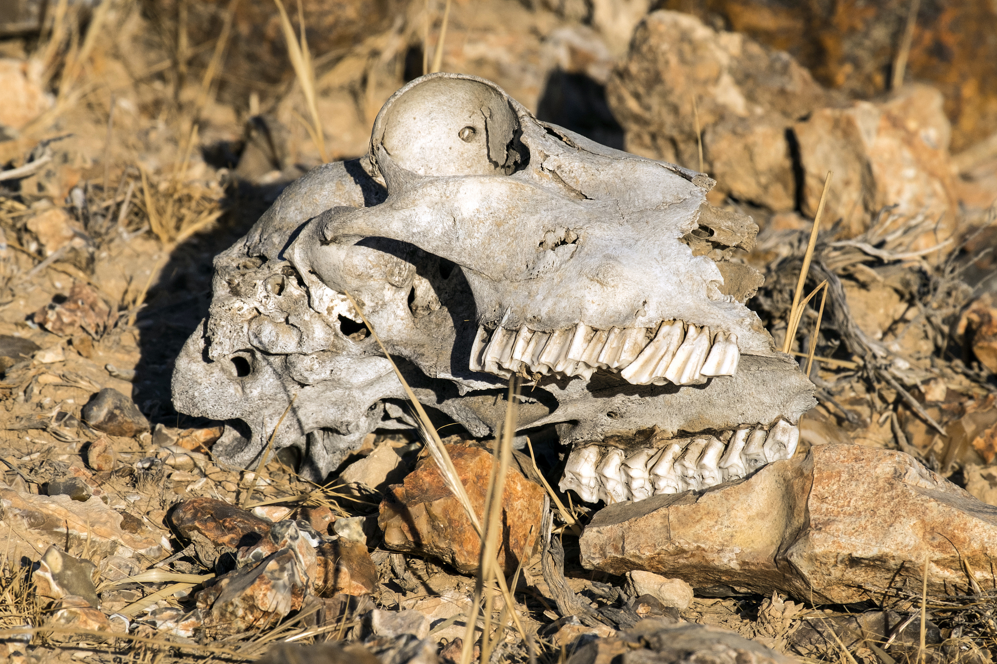skull of animal lie on the stones in the desert