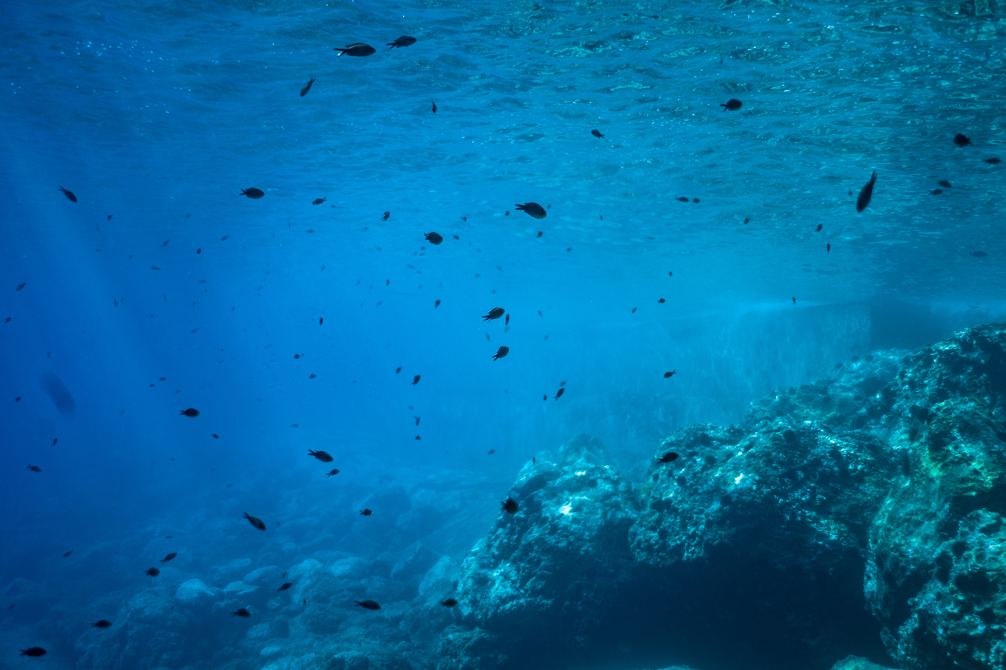 underwater image, underwater scenic landscape, ocean photography