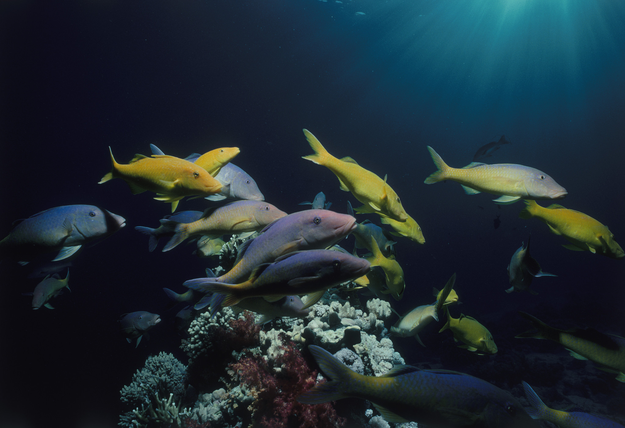 shoal of goatfish