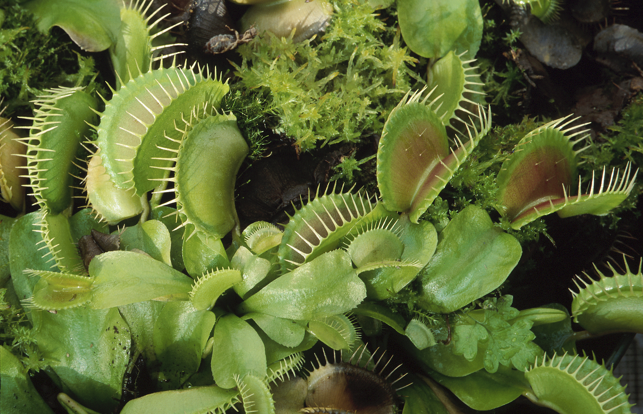 如果只考虑整株植物的形态大小世界上最大的食虫植物是什么？世界上最大的食虫植物是猪笼草属Nepenthes中的尼罗龙Nepenthes rajah它的茎长可达15米捕虫笼直径可达30厘米能够捕捉大型昆虫和小型哺乳动物。为什么不是盾籽穗叶藤盾籽穗叶藤属于茎缠绕型食虫植物虽然也很大但整株植物的形态大小不如猪笼草属中的尼罗龙。因此从整株植物的形态大小来看尼罗龙是世界上最大的食虫植物。盾籽穗叶藤的藤蔓最长能