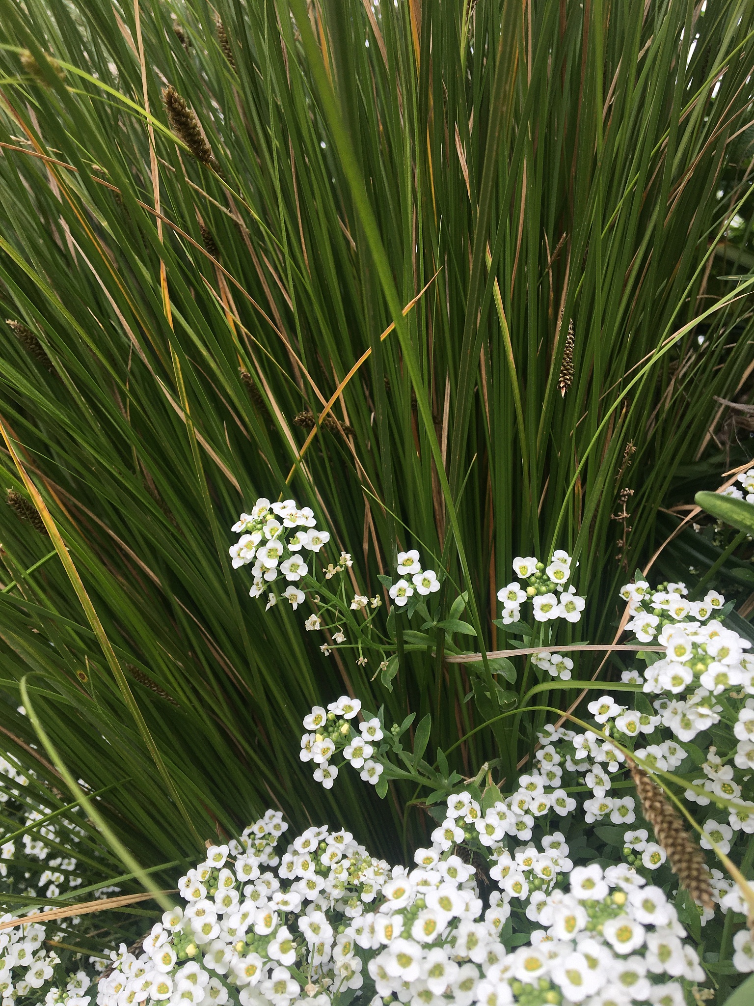 maritima lobularia, brassicales