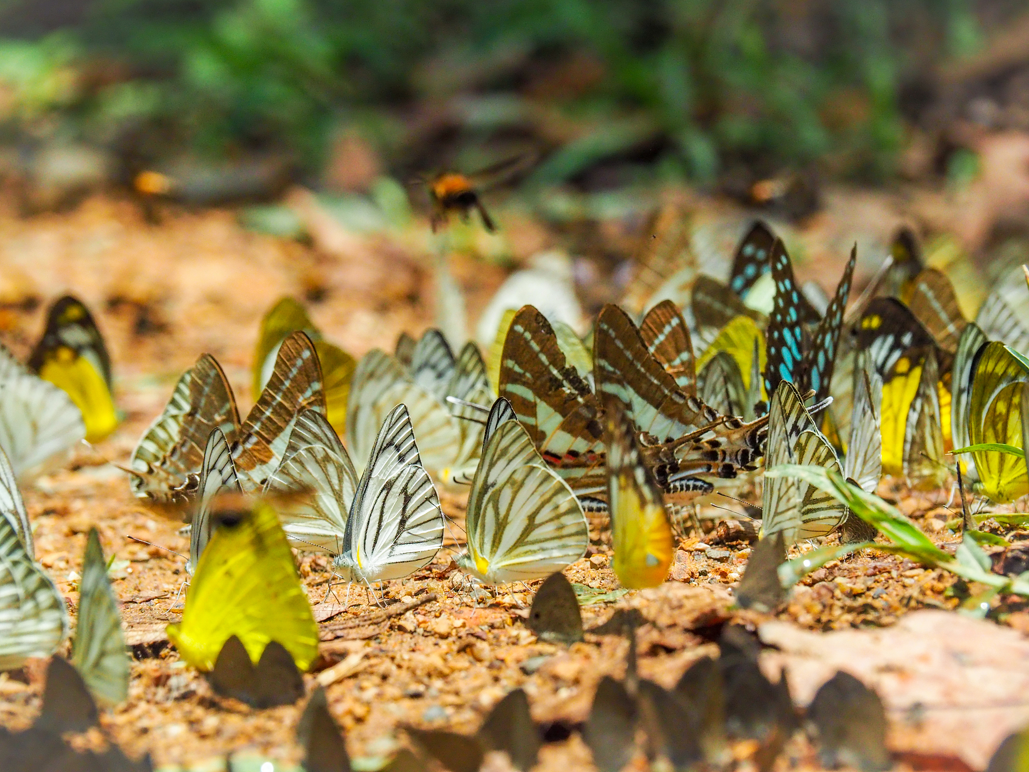 烟蝶是干嘛的，