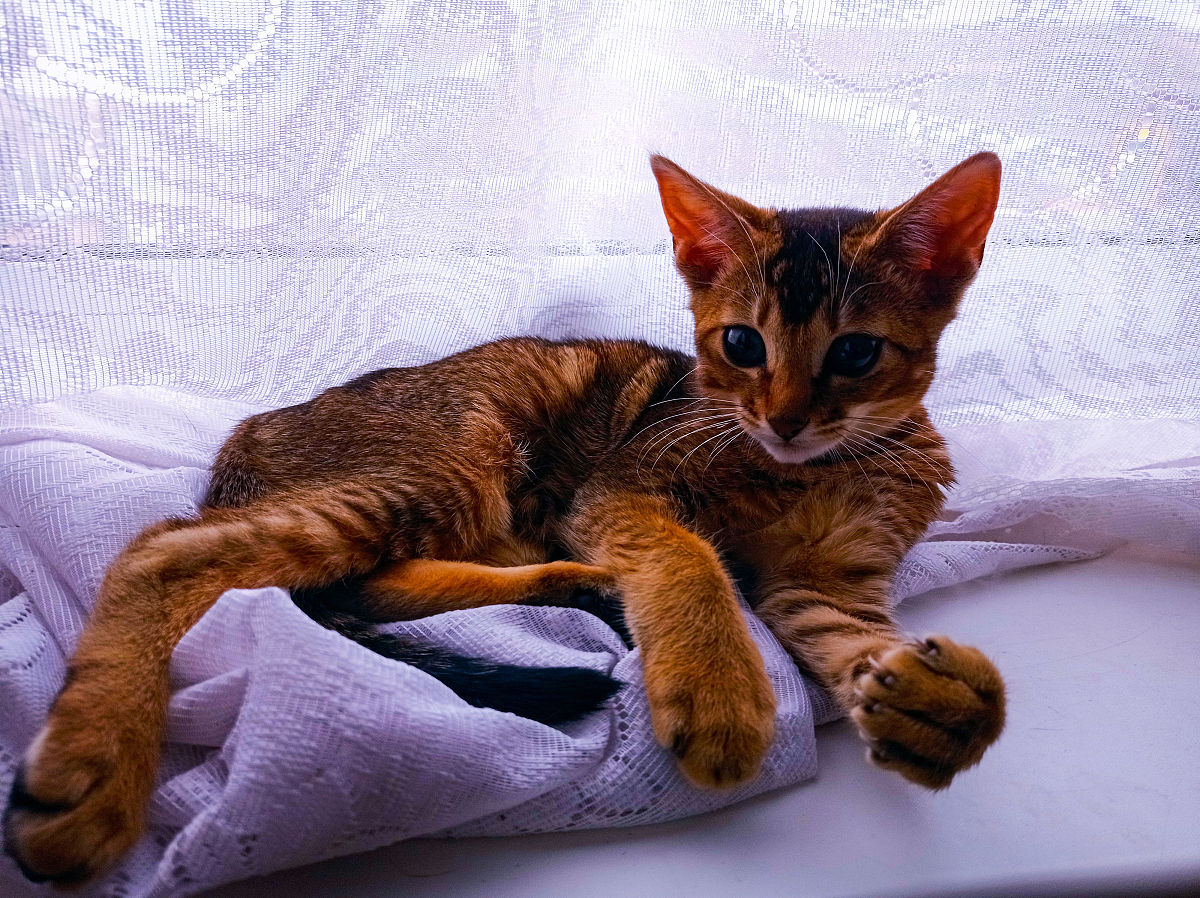 以一名猫咪主人的口吻写篇500字： 写篇500字： 猫咪的咕噜声是什么意思？