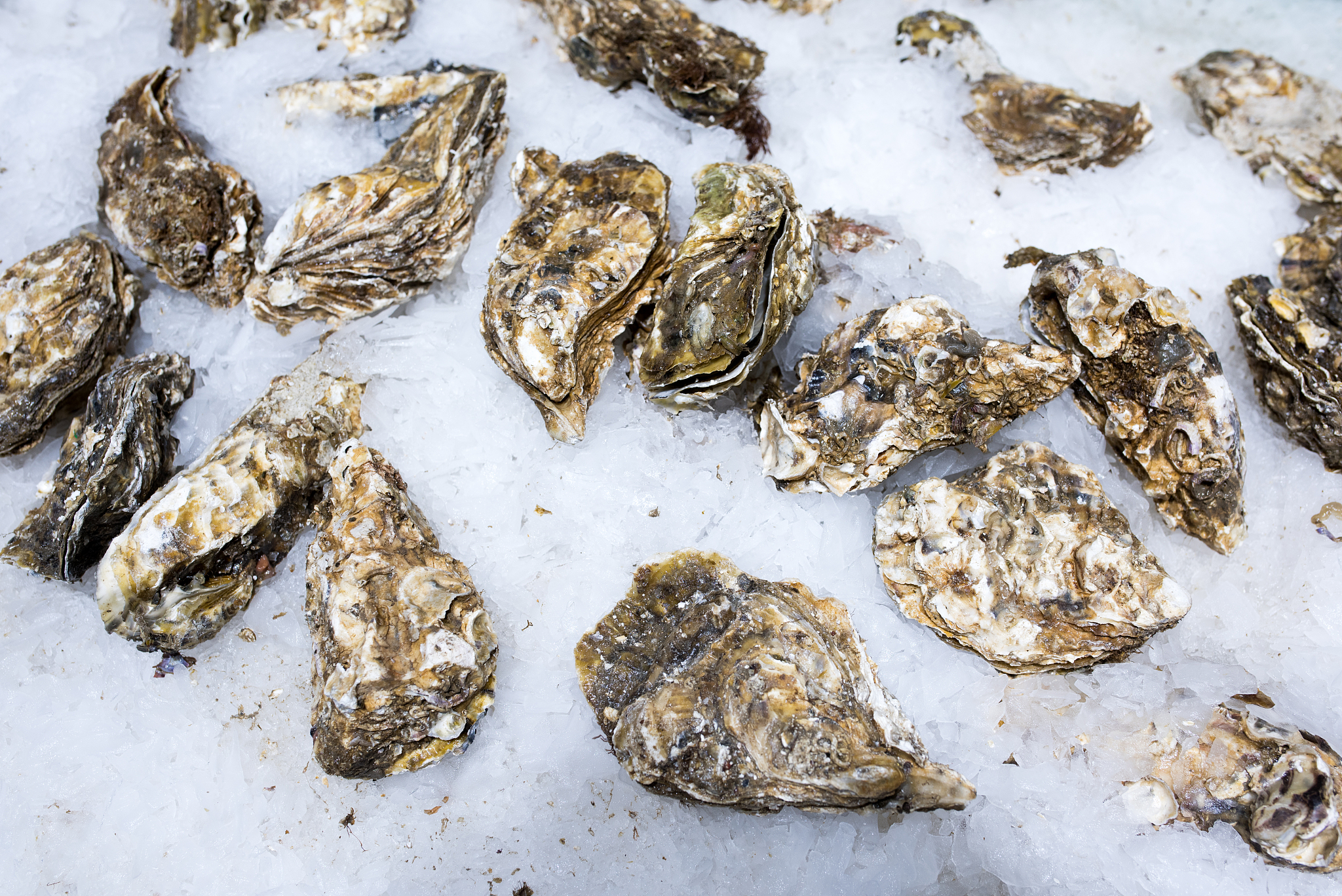 生蚝需要吐沙吗，