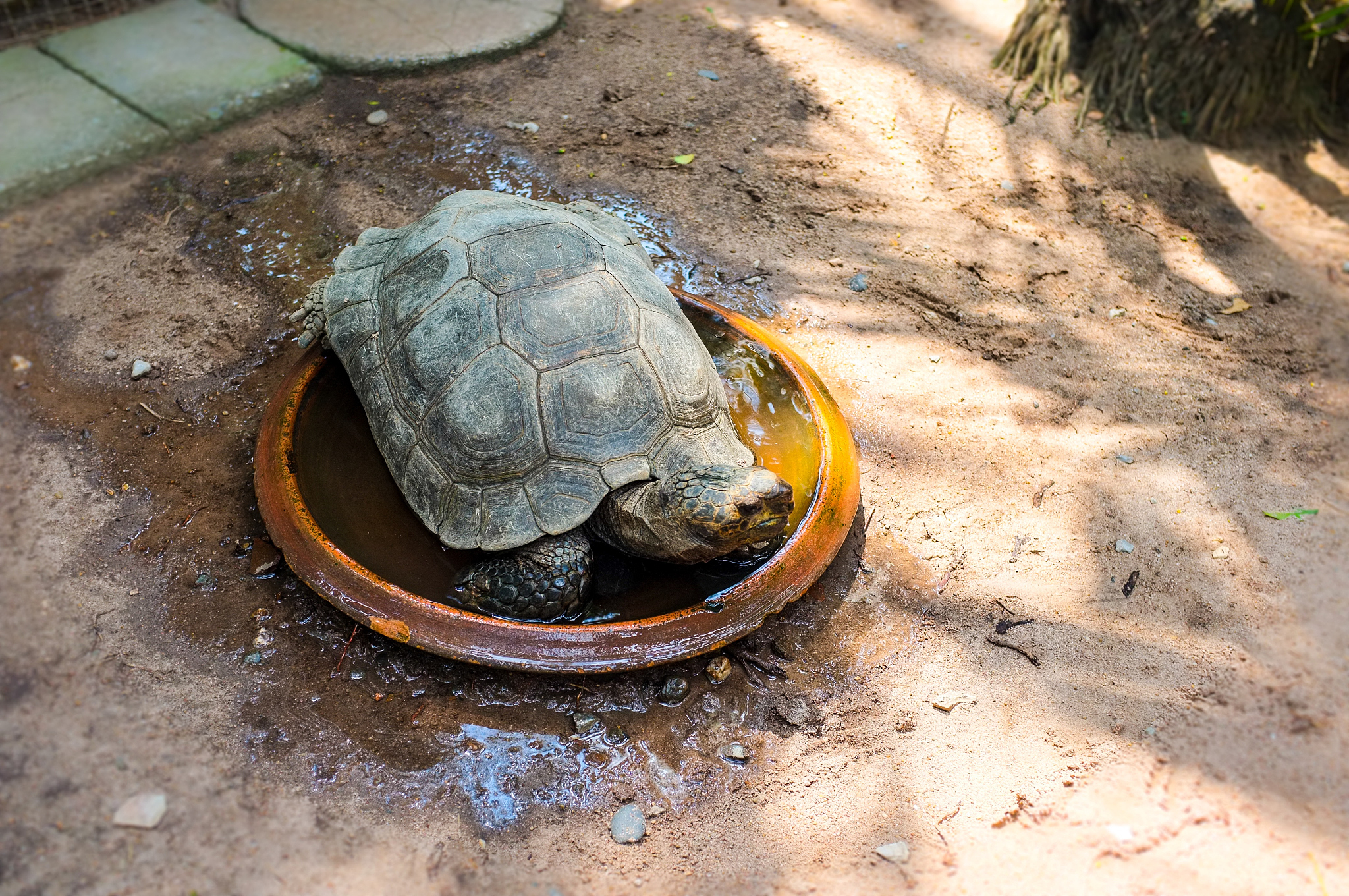 sulcata