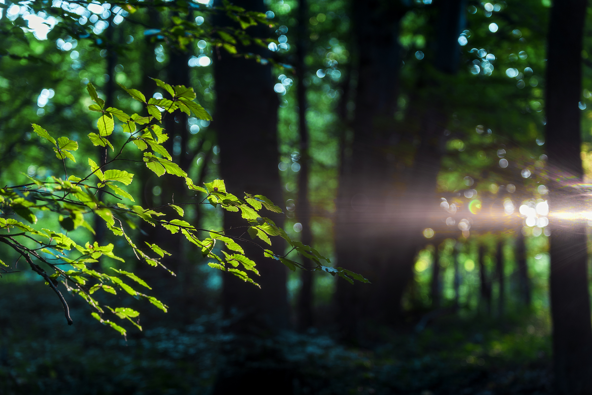 林隙对植物生长的影响：光照、温度、湿度、营养、竞争