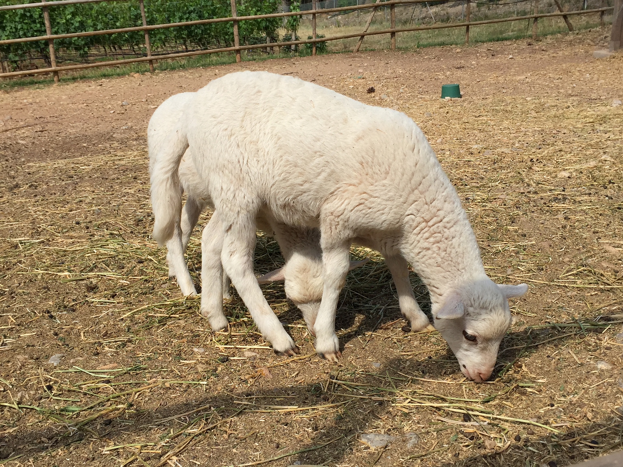 羊羔下生俩天没吃奶+现在不会站着了怎么办