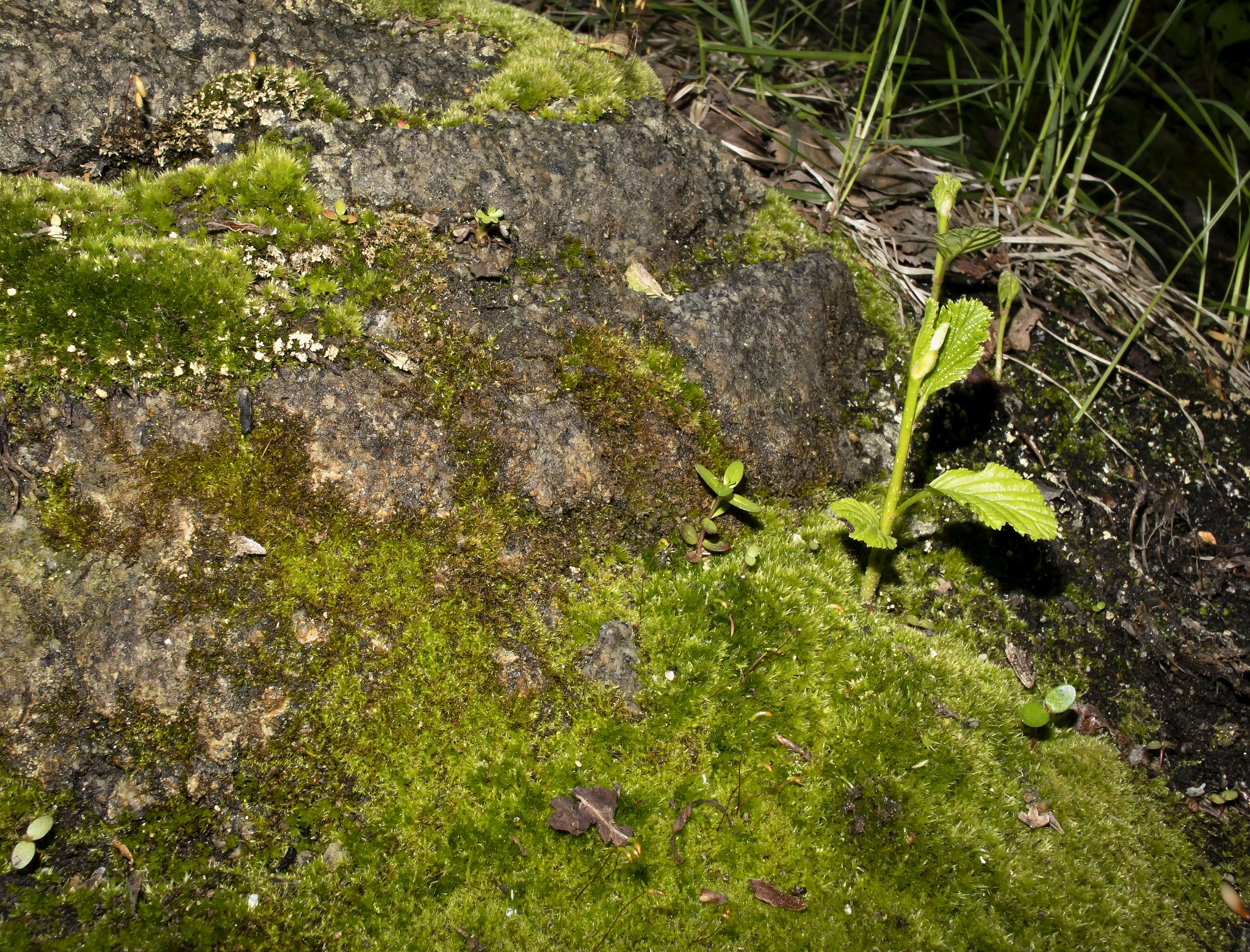 苔藓动植物分布与环境的关系