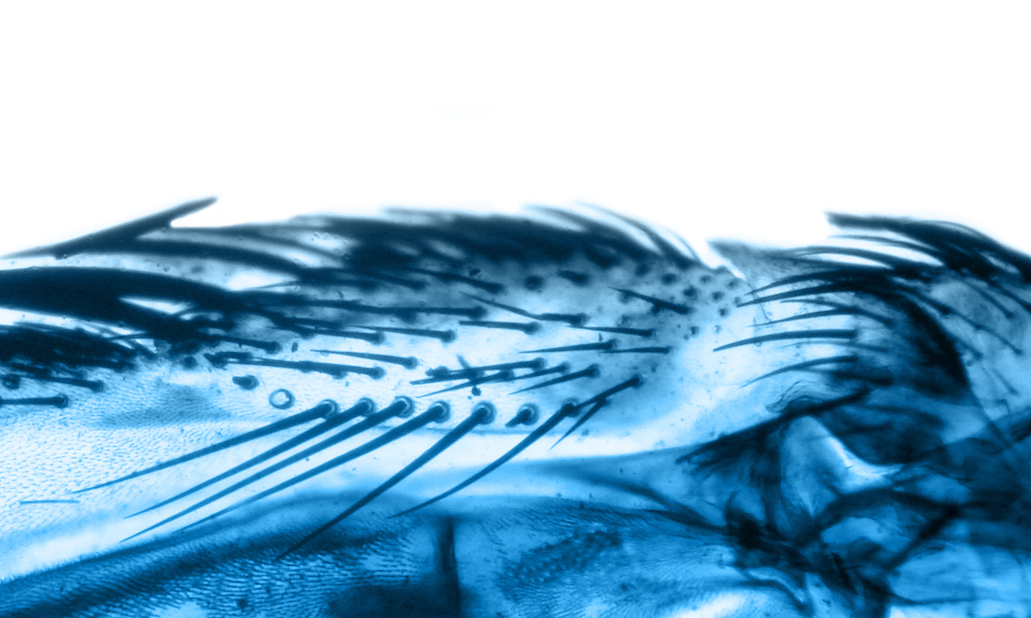 探索东方昆虫世界 - ORIENTAL INSECTS 期刊