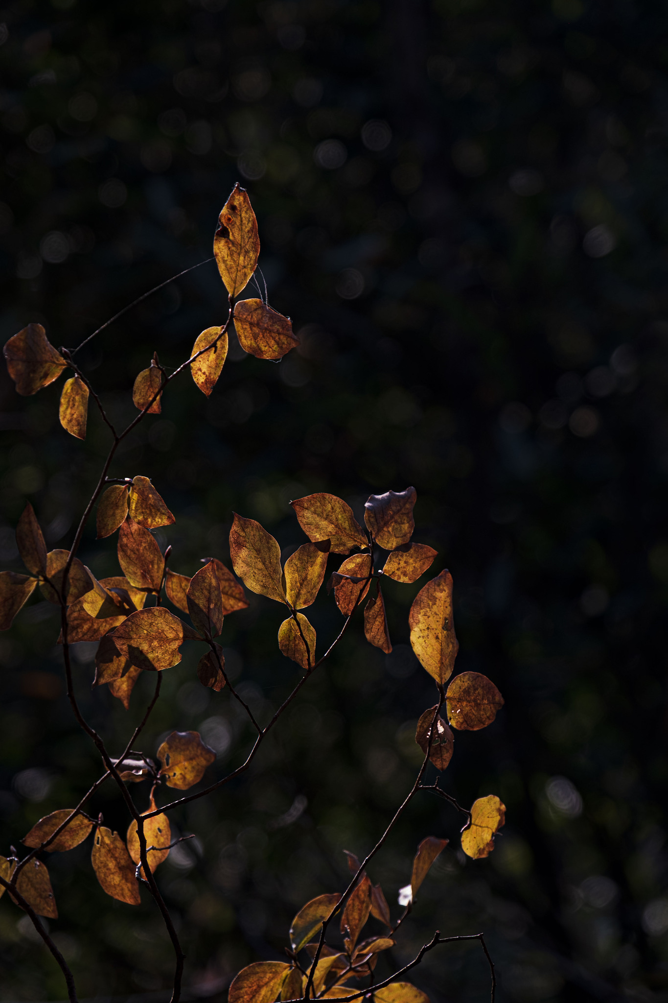 秋思的诗意：深沉、内敛与寂静