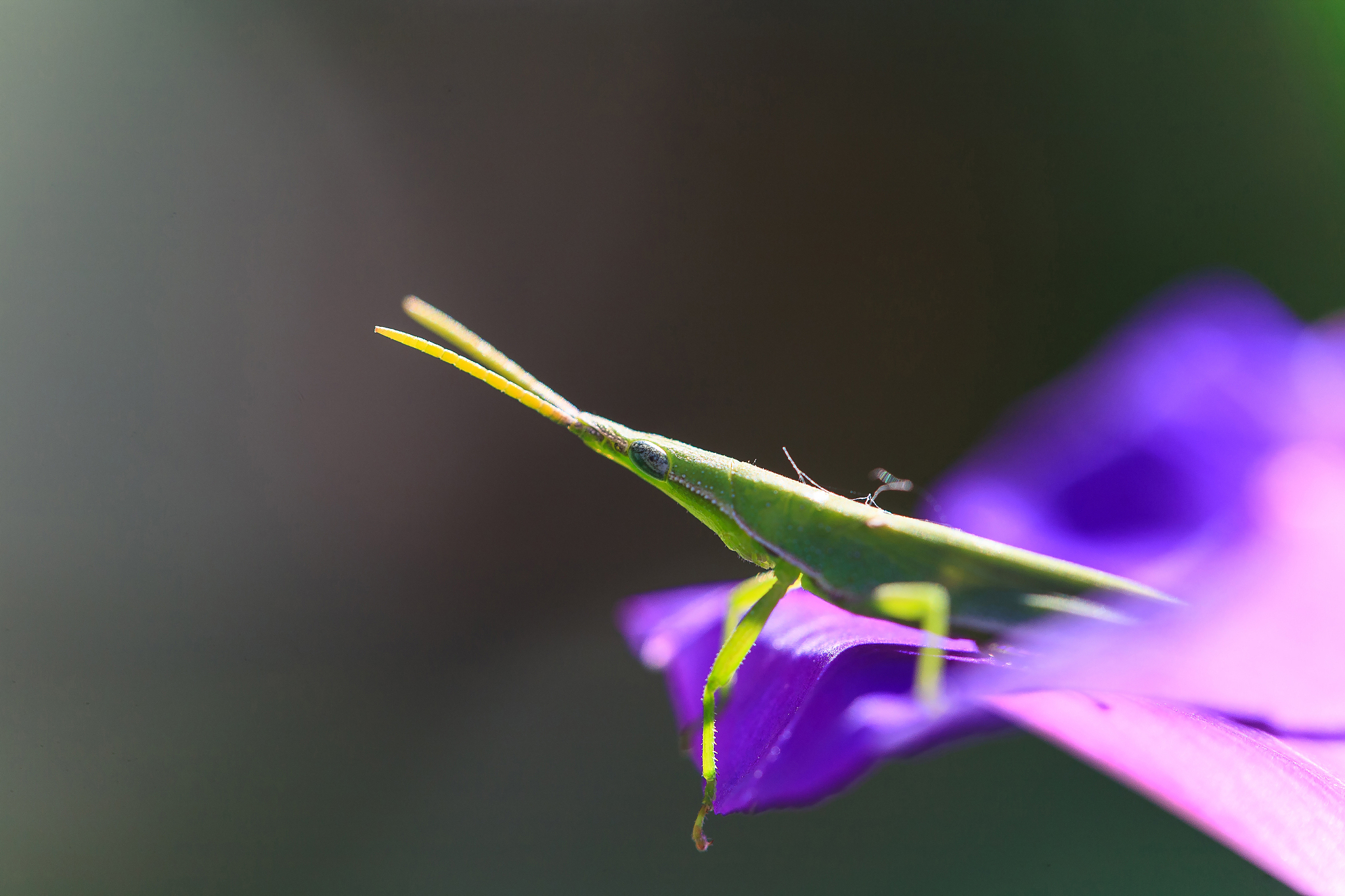 蝗虫的感官：视觉、嗅觉和触觉