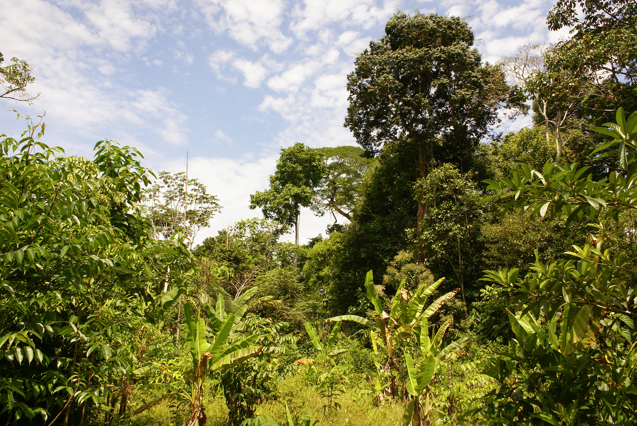 amazon jungle tree