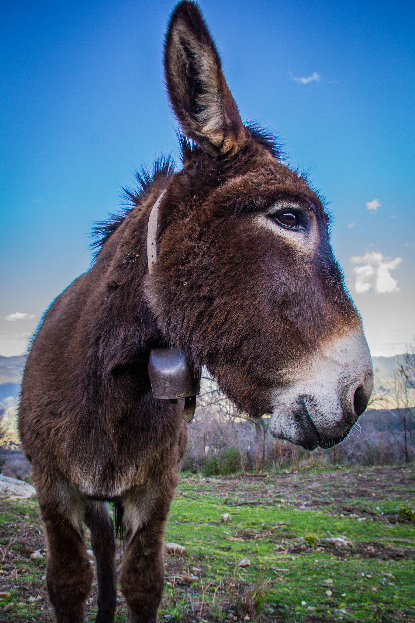 nice corsican donkey